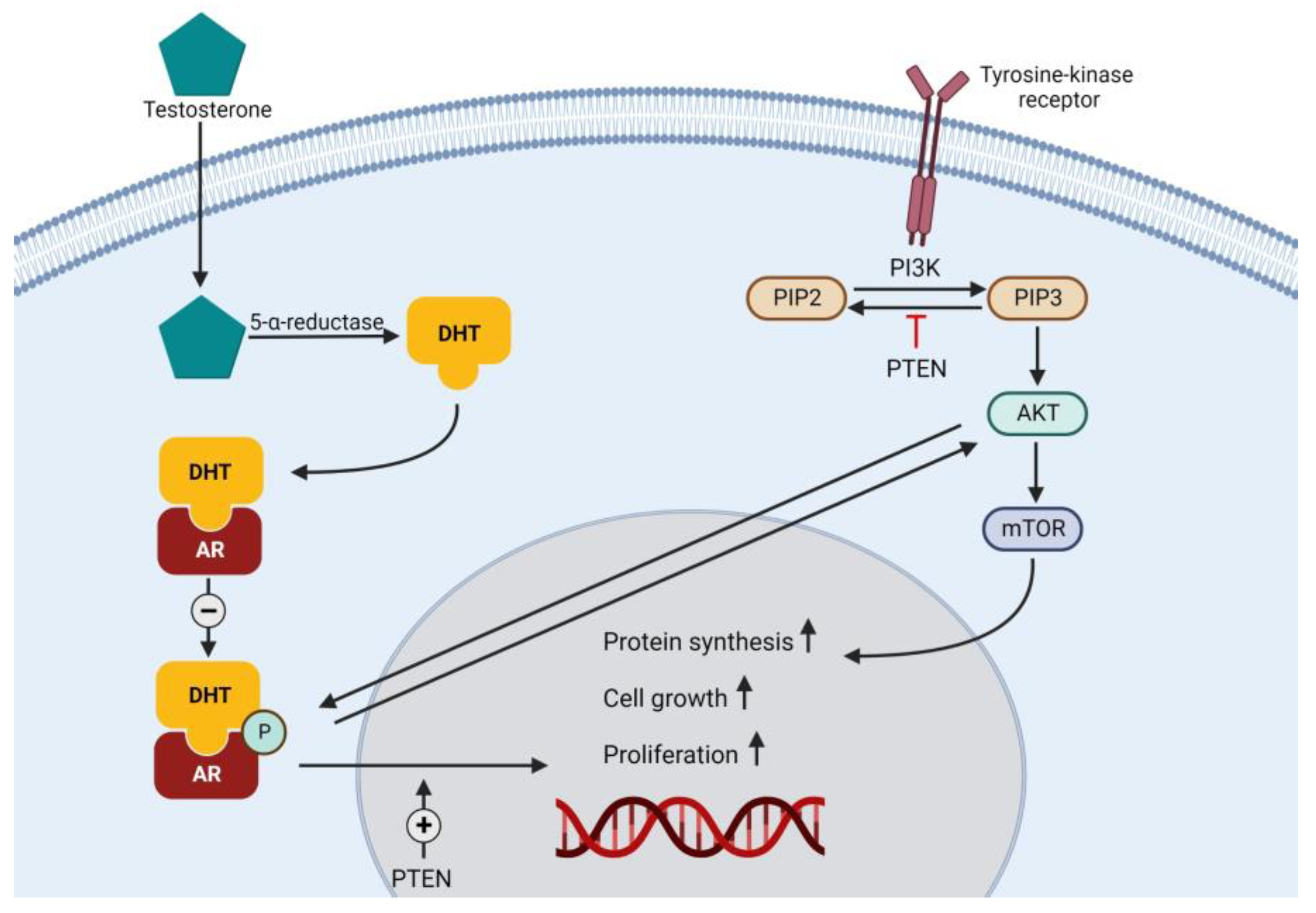 Biomedicines 10 03020 g003