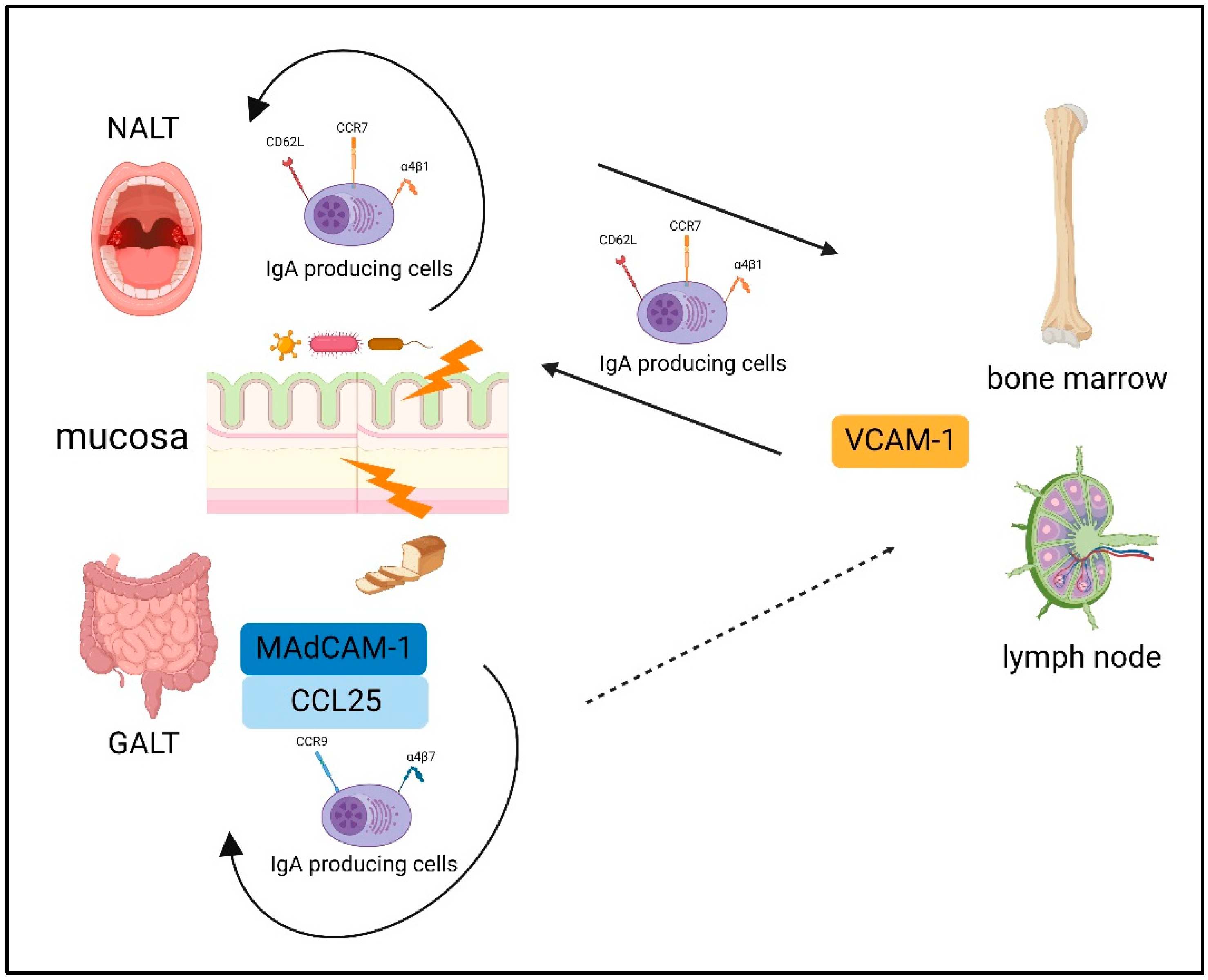 Biomedicines 10 03027 g002