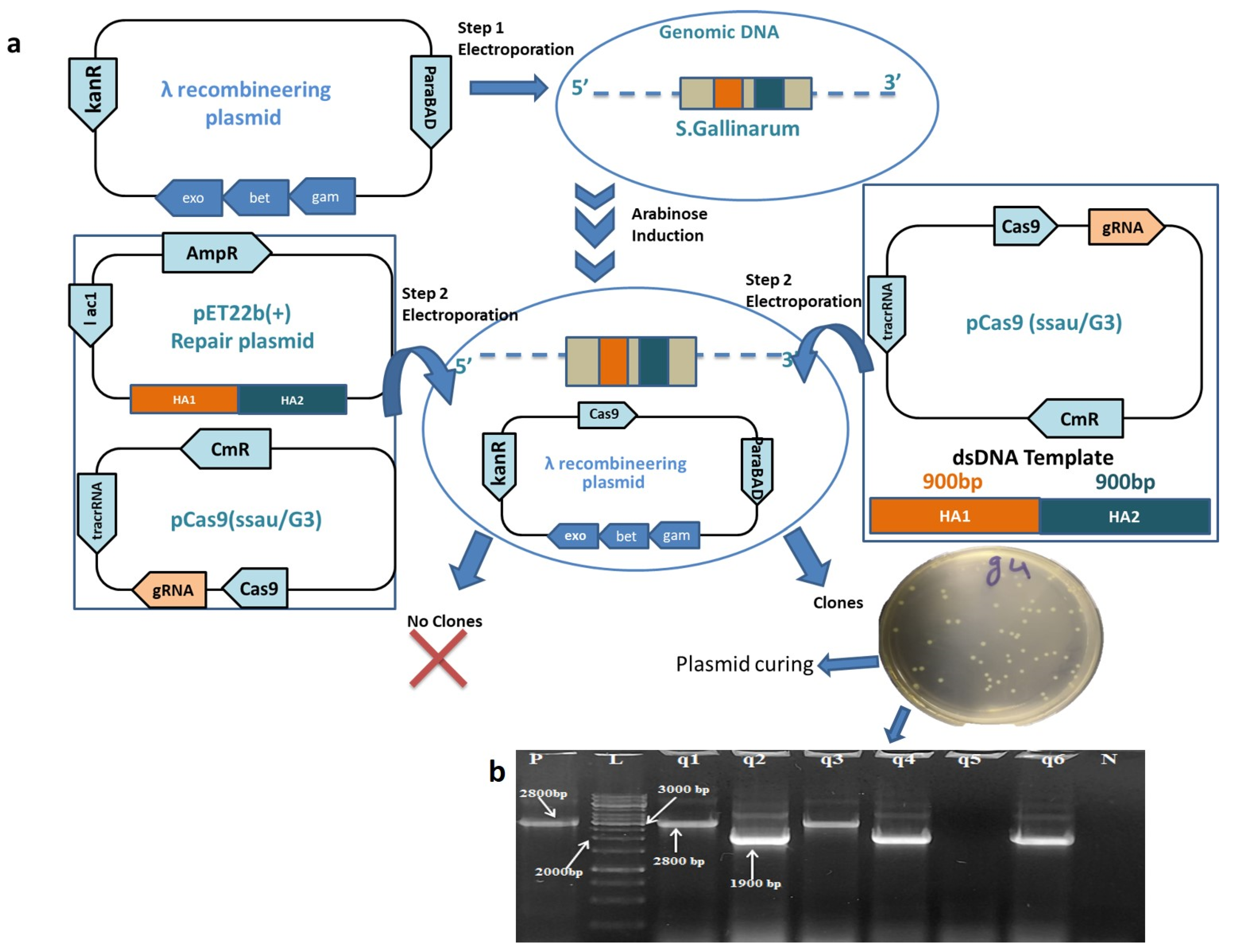 Biomedicines 10 03028 g002
