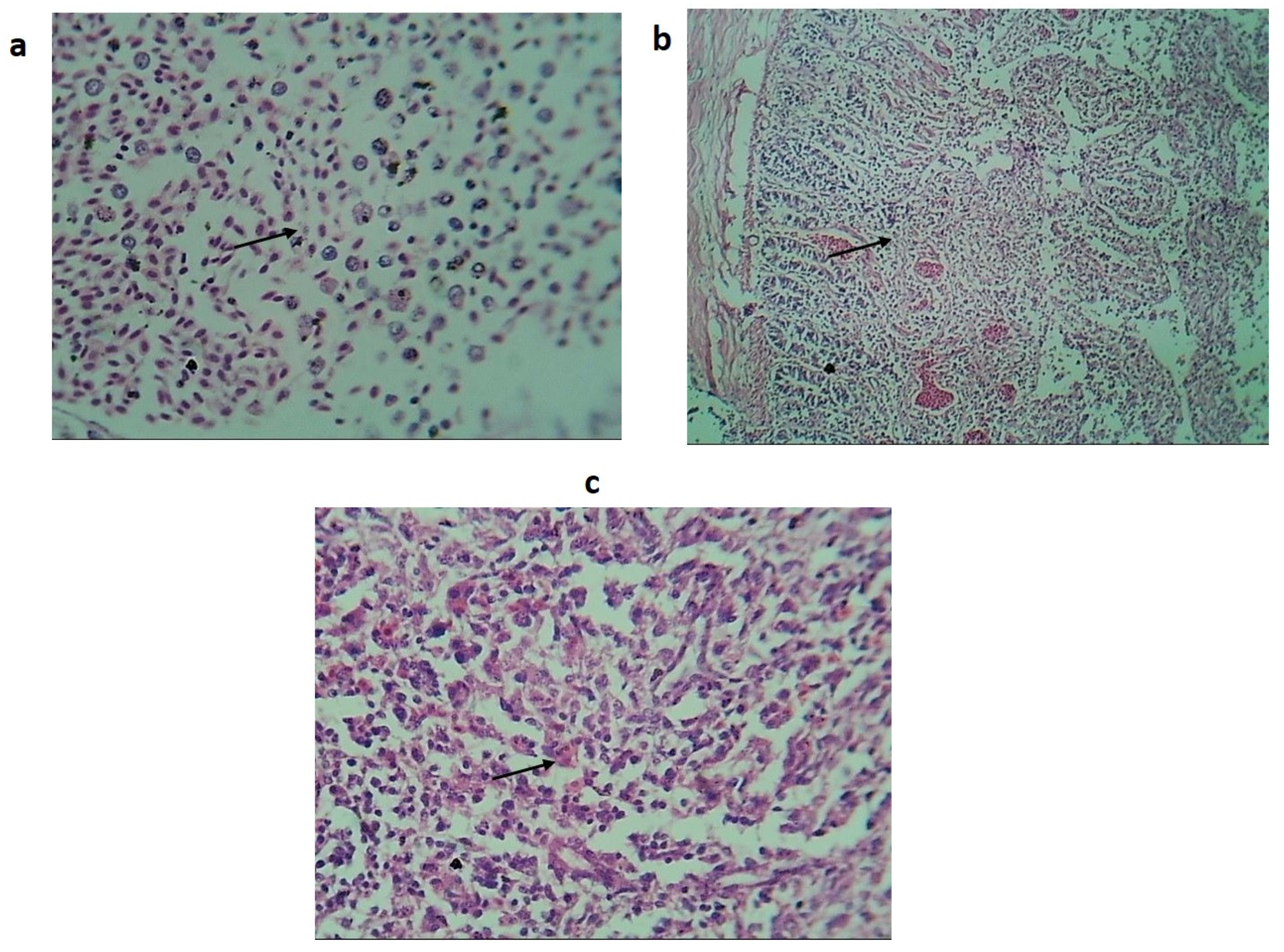 Biomedicines 10 03028 g004