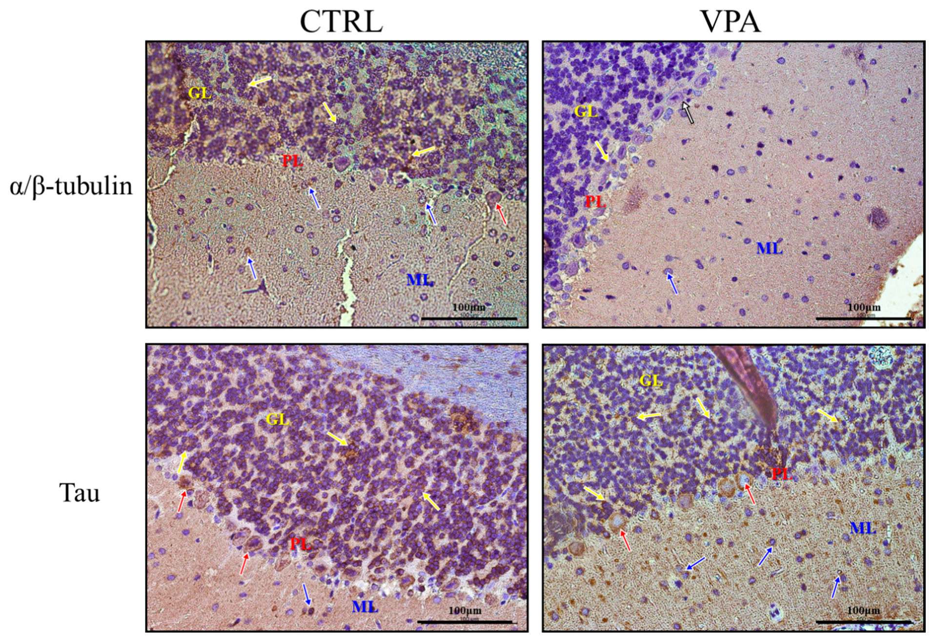 Biomedicines 10 03031 g002 Biomedicines 10 03031 g002