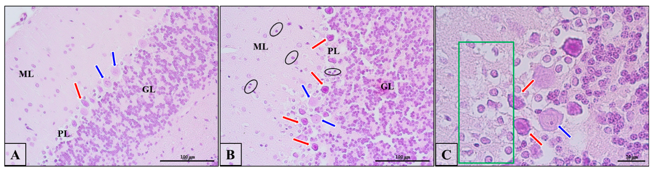 Biomedicines 10 03031 g011 Biomedicines 10 03031 g011