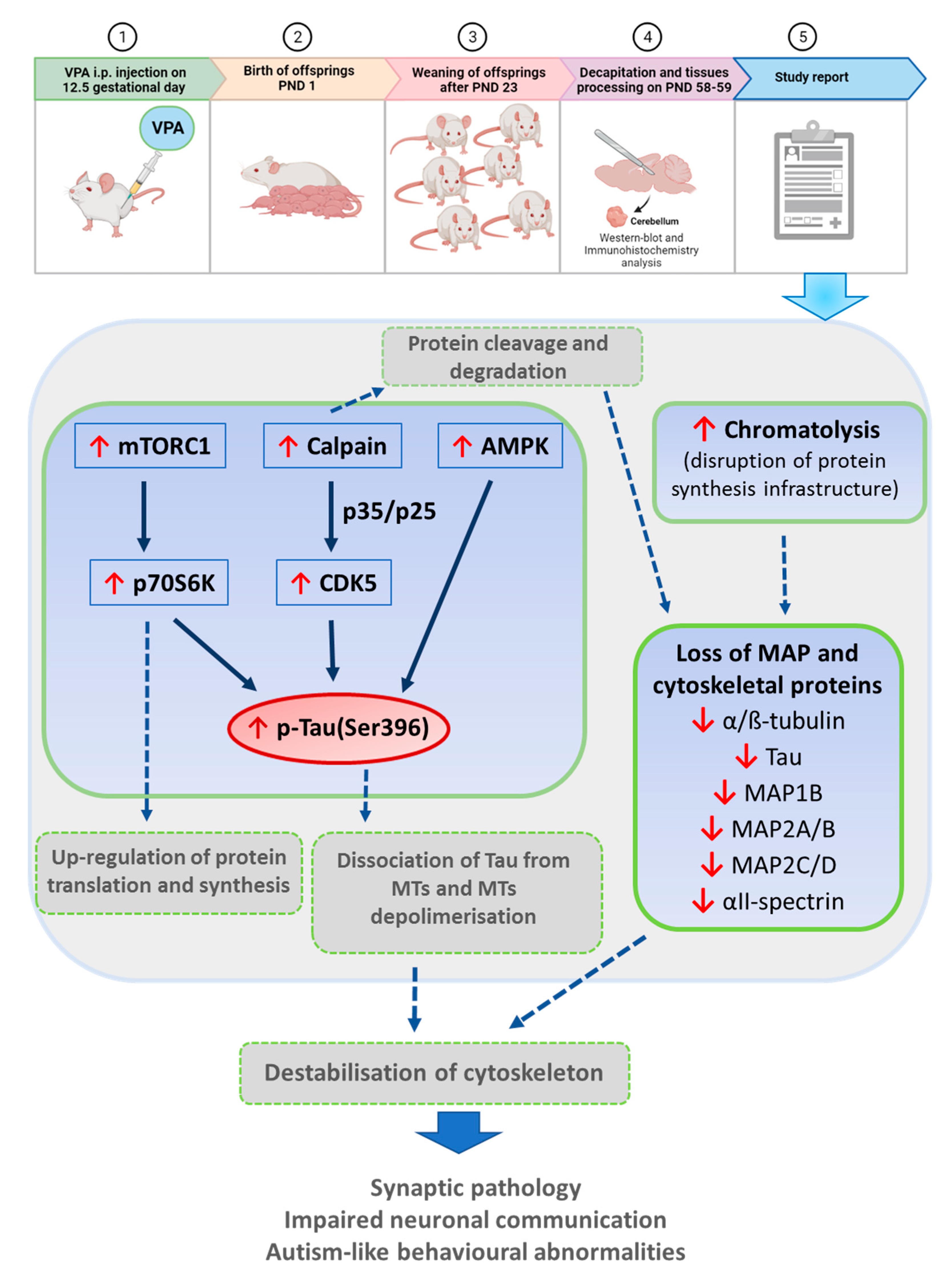 Biomedicines 10 03031 g012 Biomedicines 10 03031 g012