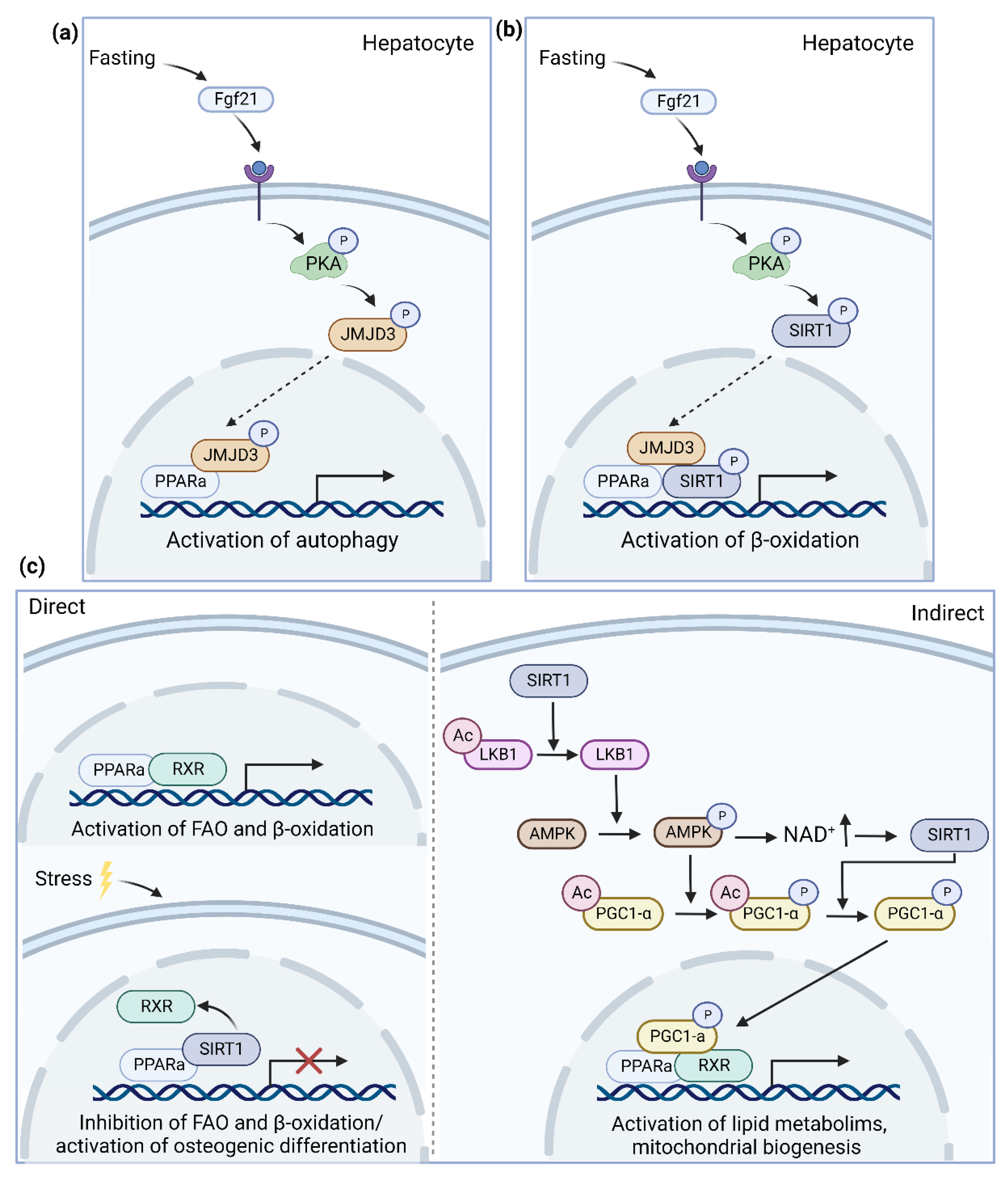 Biomedicines 10 03041 g002