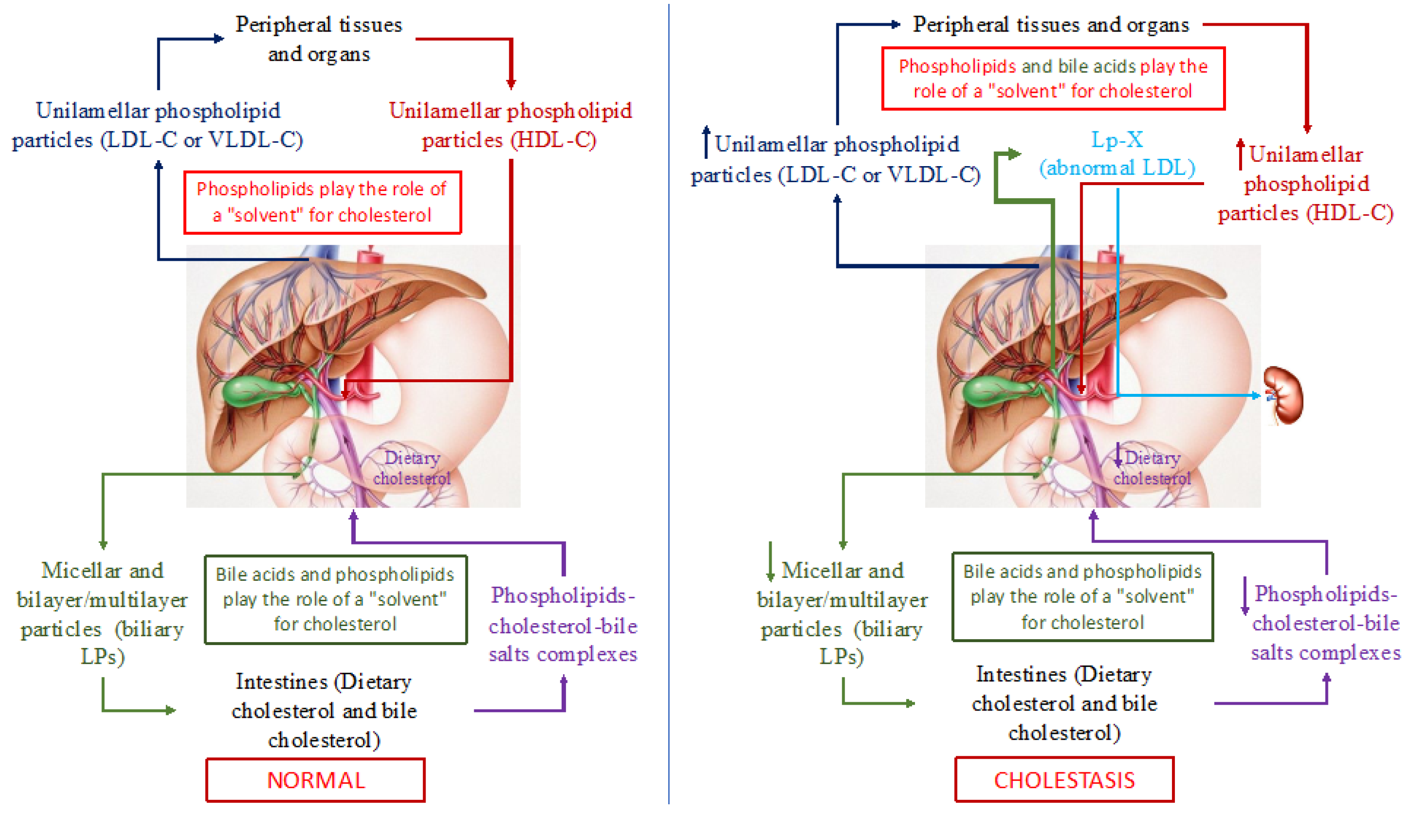 Biomedicines 10 03046 g002