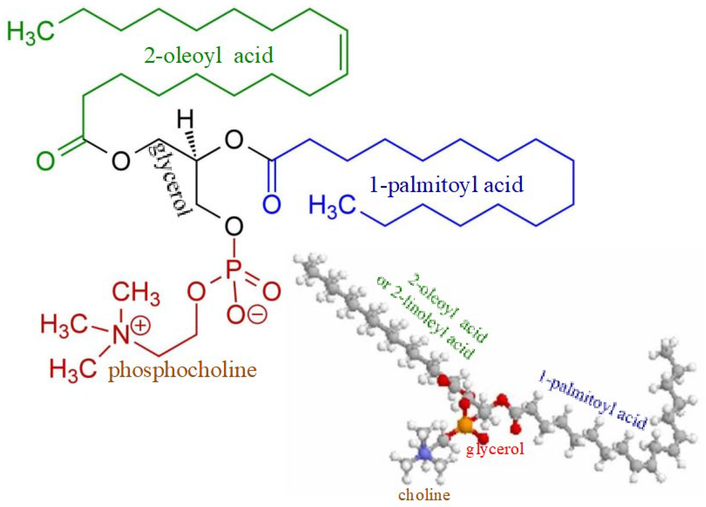 Biomedicines 10 03046 g003