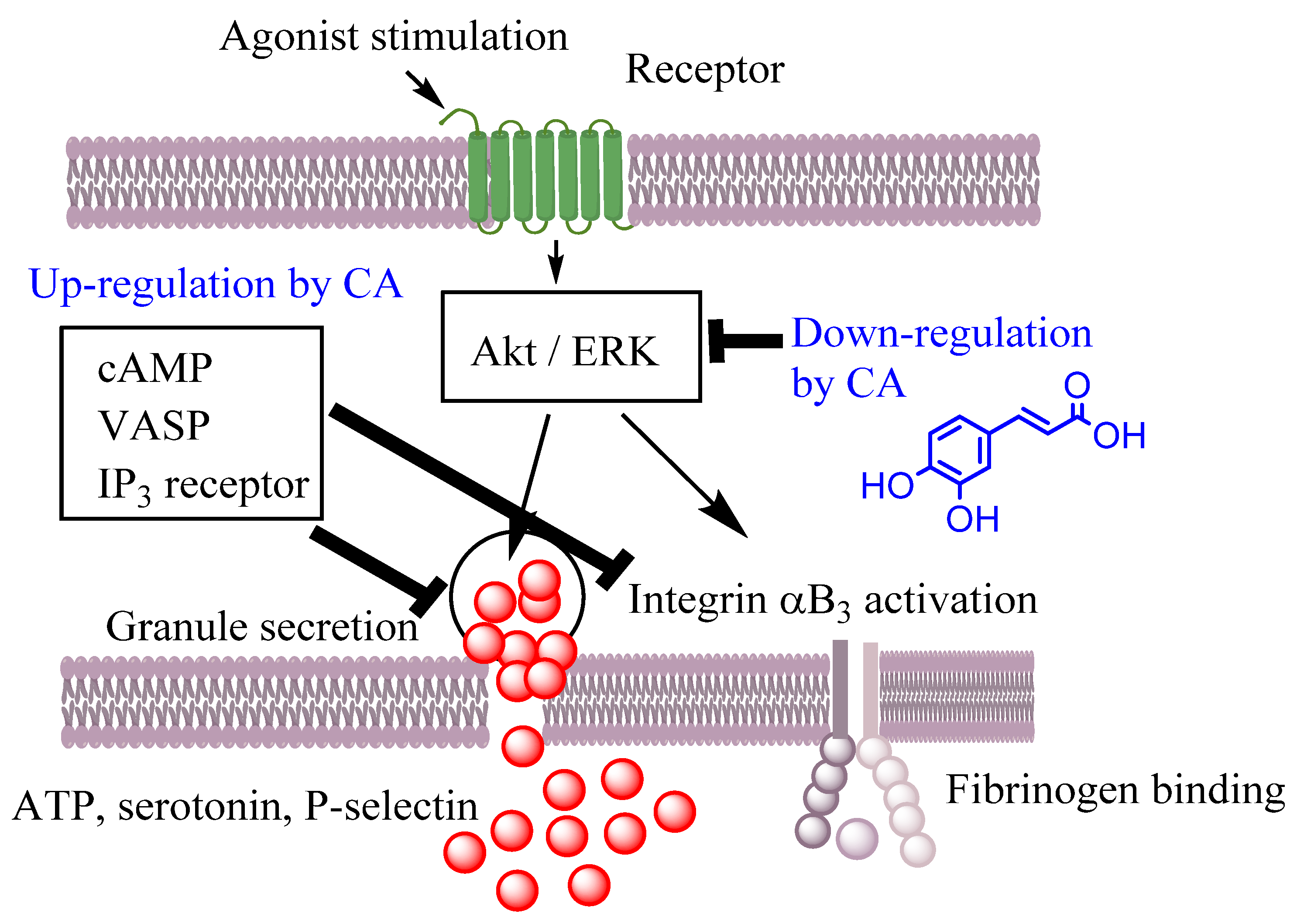 Biomedicines 10 03051 g016