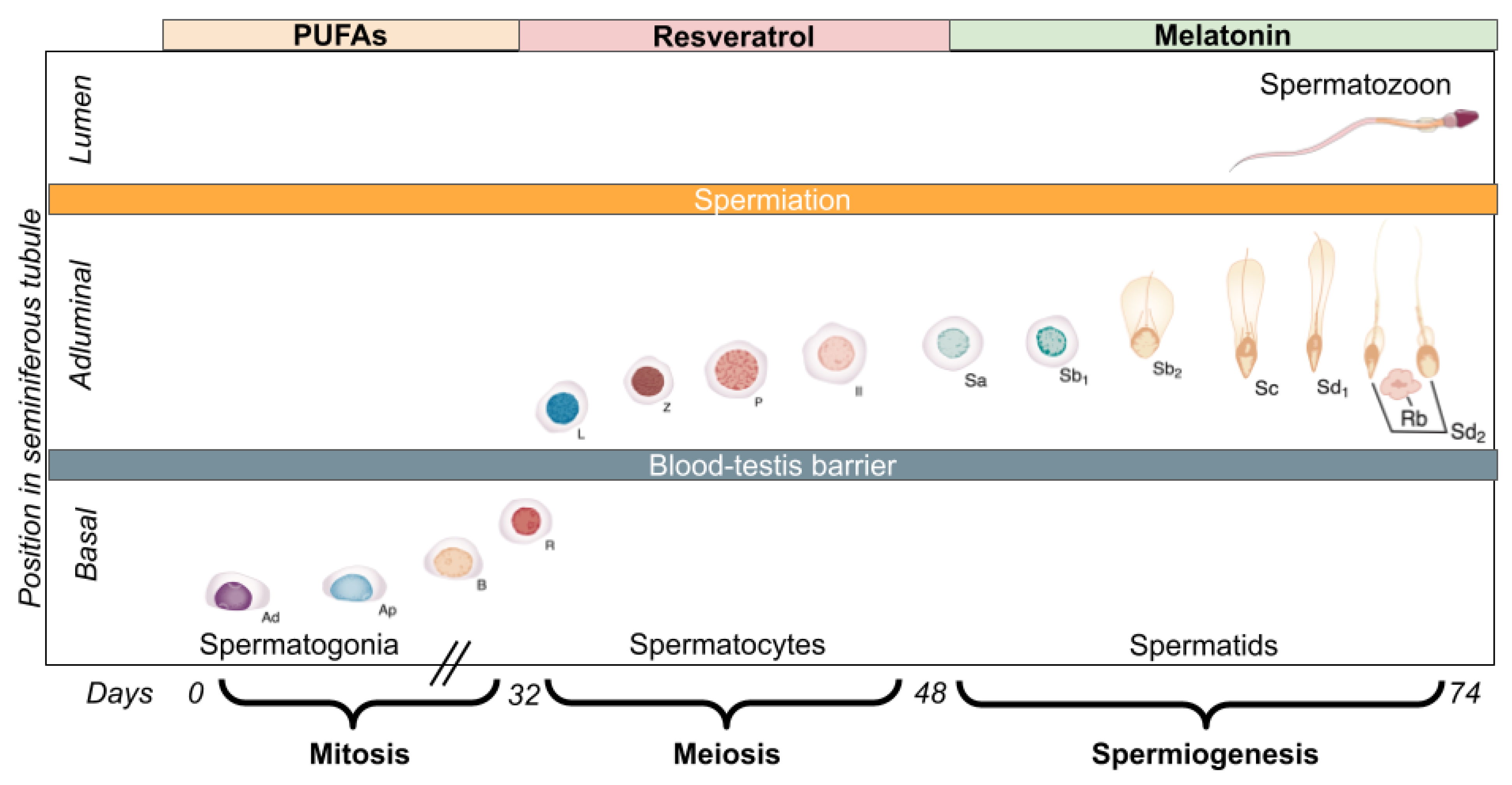 Biomedicines 10 03058 g003