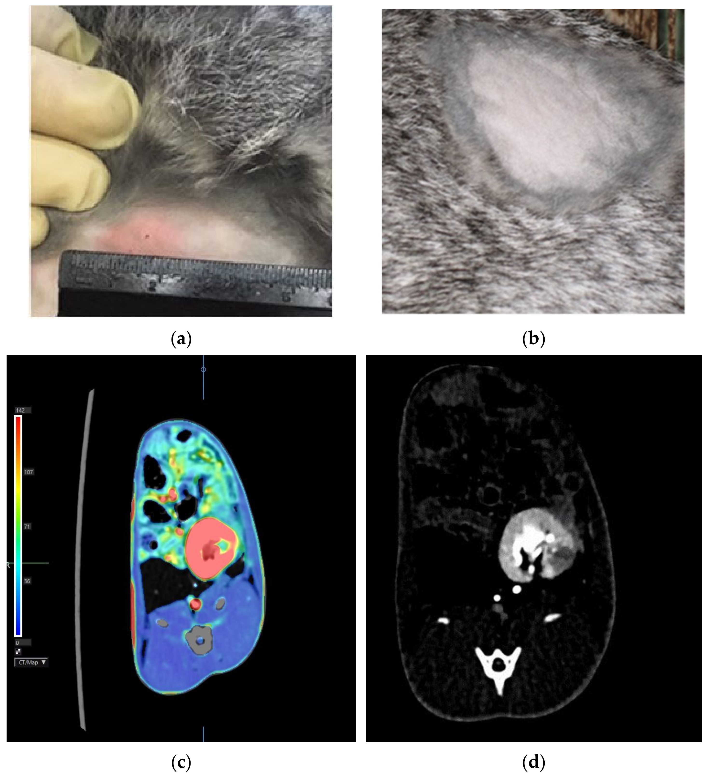 Biomedicines 10 03062 g002 Biomedicines 10 03062 g002