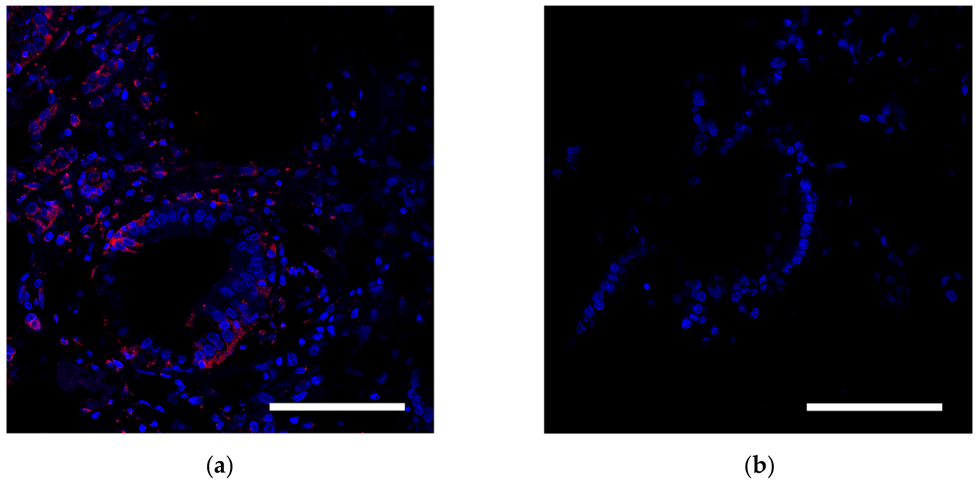 Biomedicines 10 03062 g004 Biomedicines 10 03062 g004