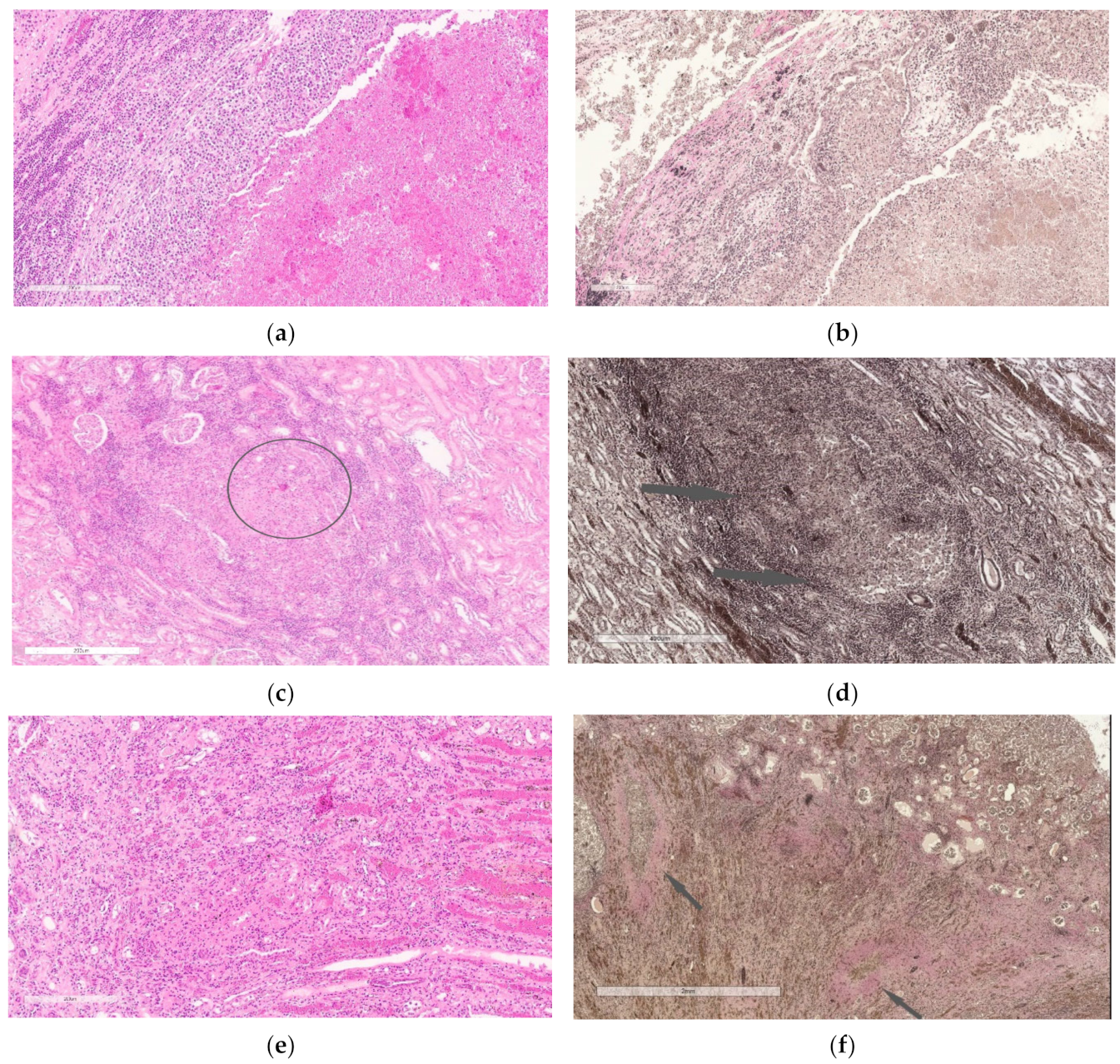 Biomedicines 10 03062 g005 Biomedicines 10 03062 g005