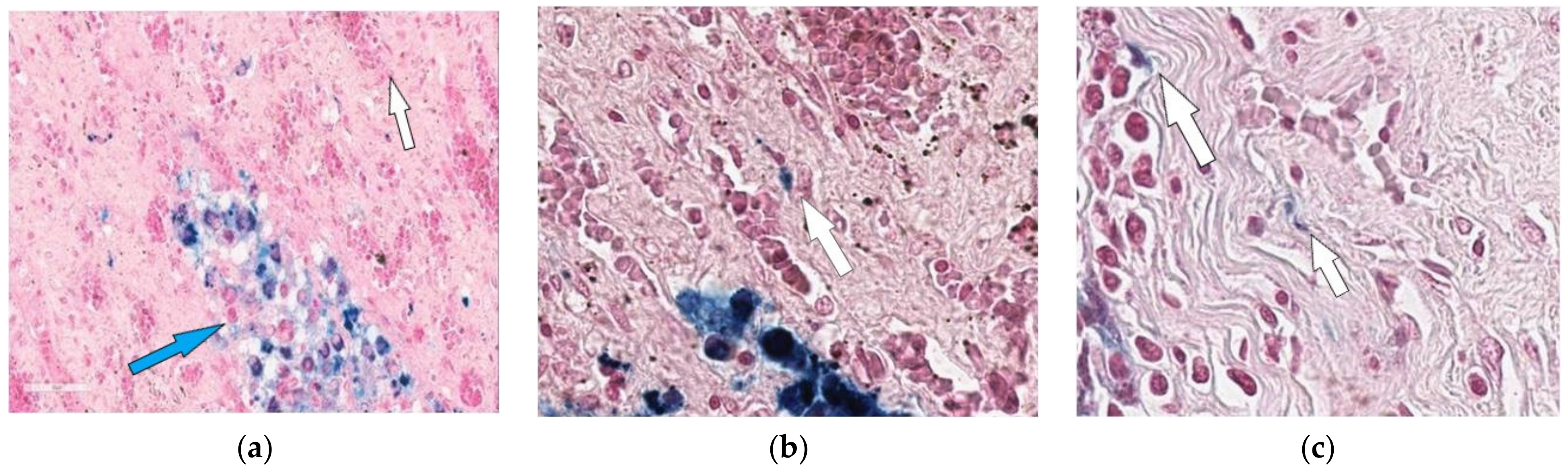Biomedicines 10 03062 g006 Biomedicines 10 03062 g006