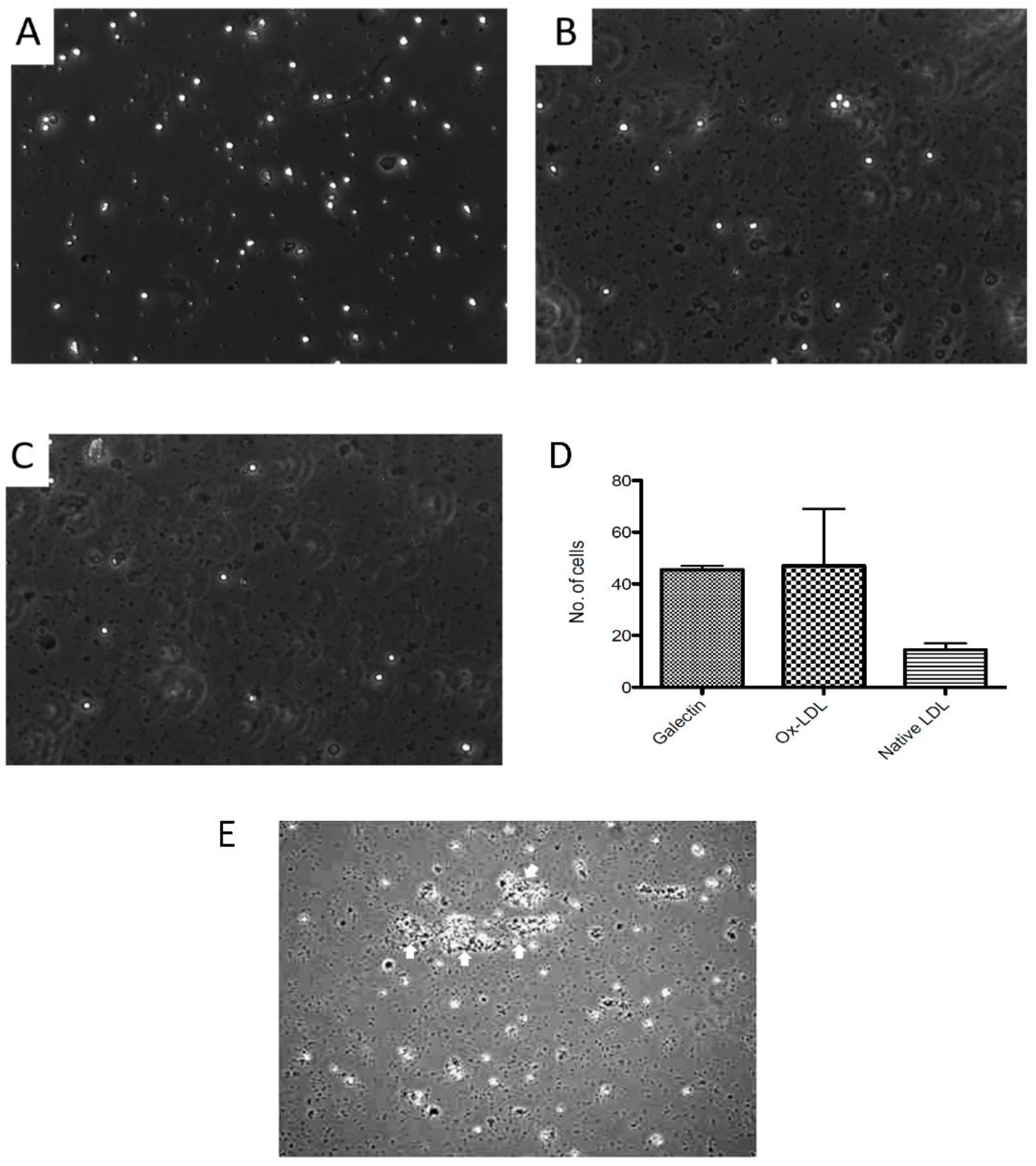 Biomedicines 10 03083 g005 Biomedicines 10 03083 g005