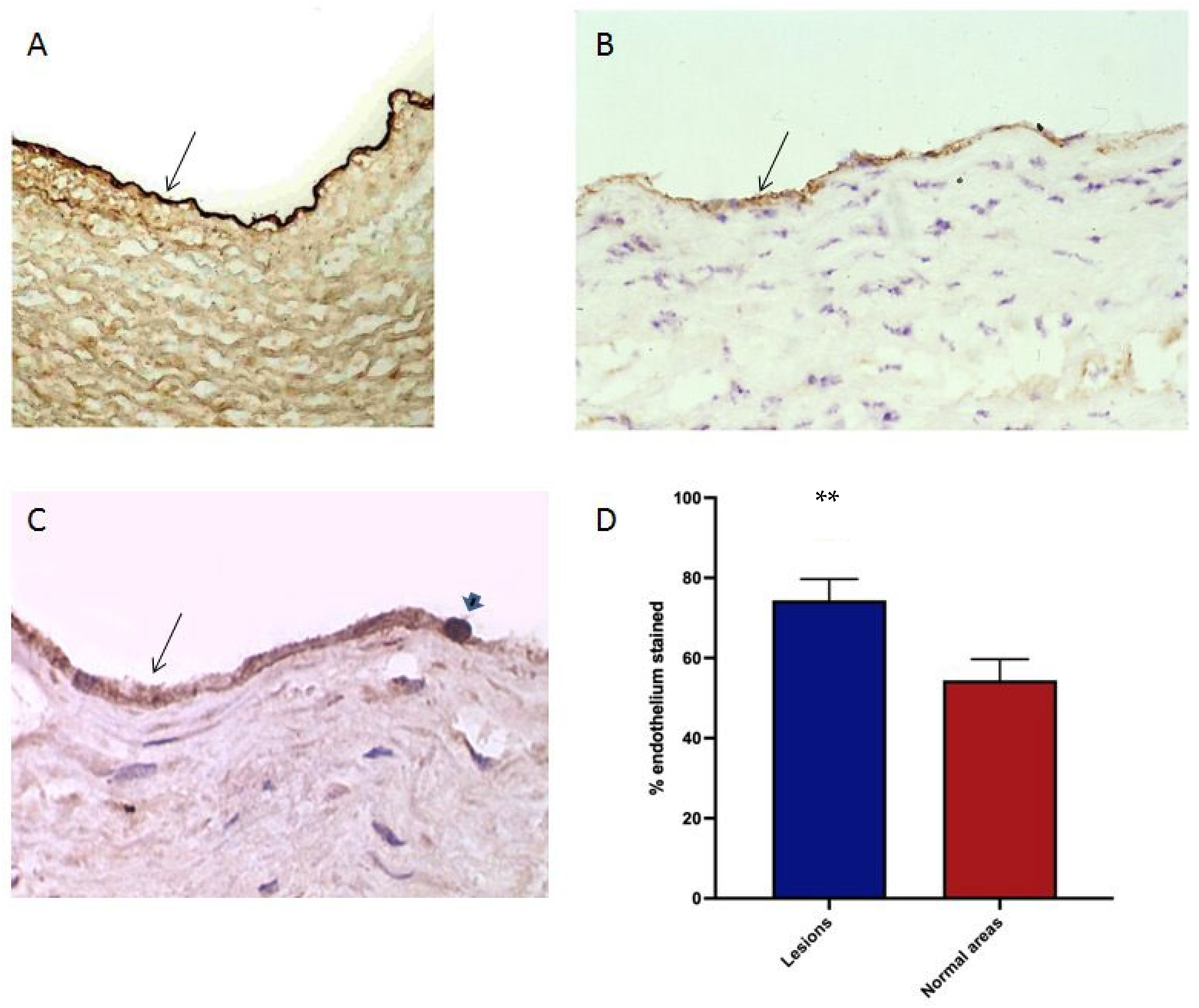 Biomedicines 10 03083 g007 Biomedicines 10 03083 g007