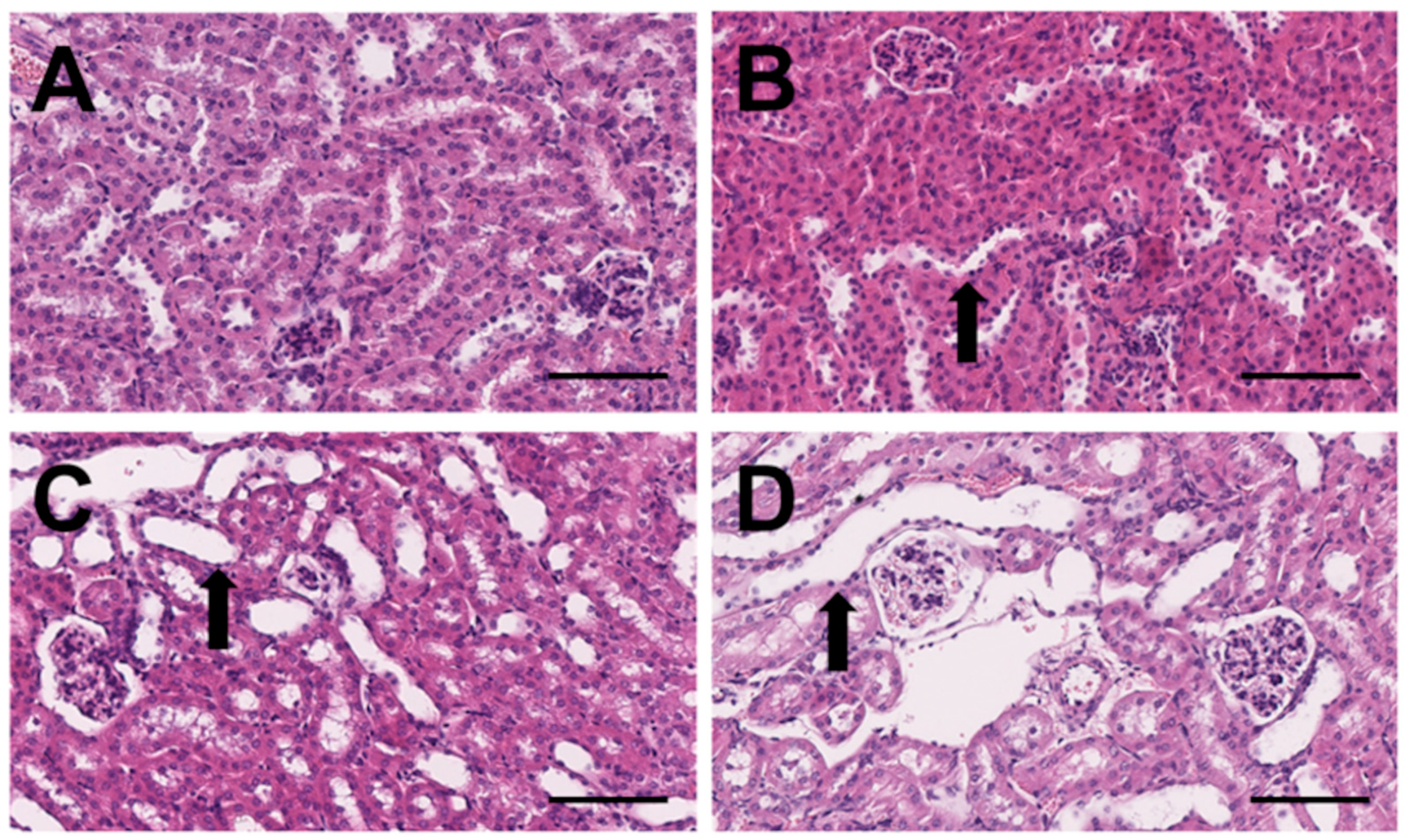 Biomedicines 10 03102 g001