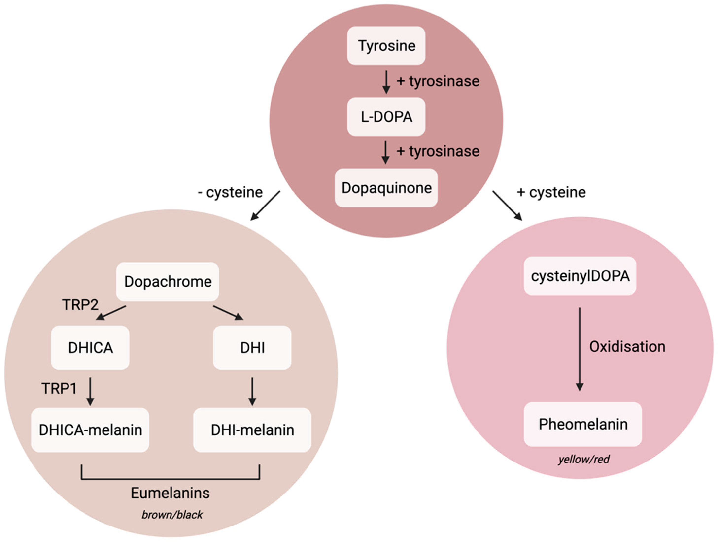 Biomedicines 10 03111 g001