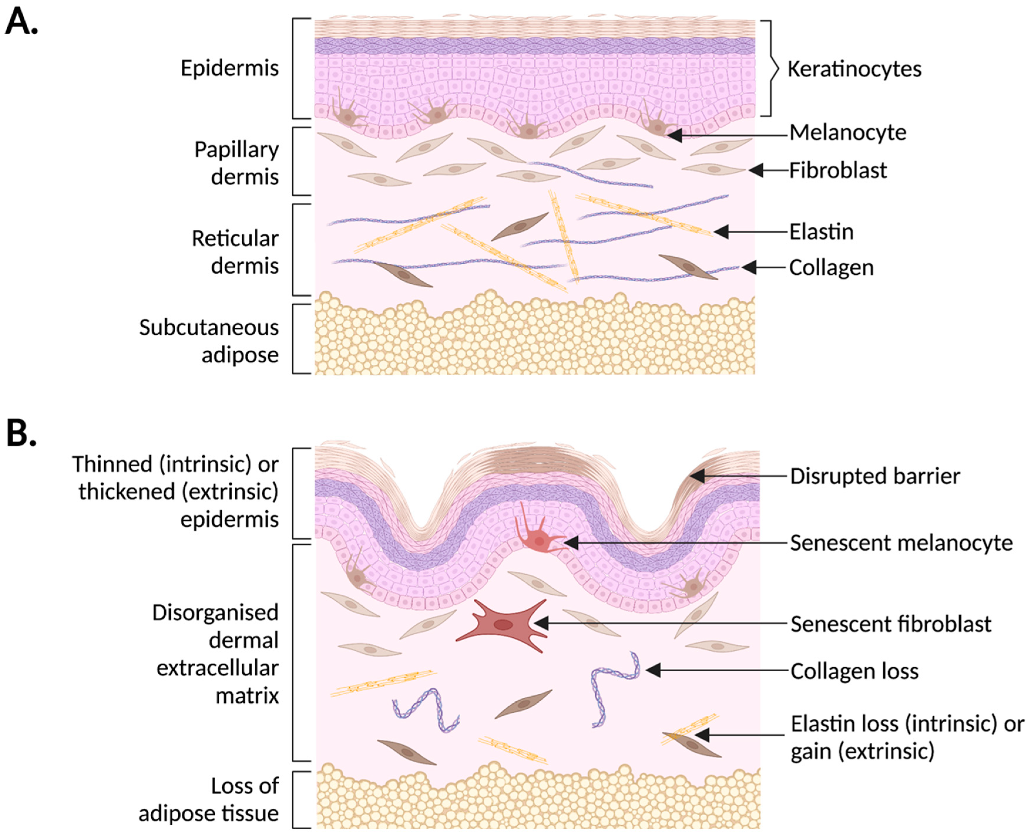 Biomedicines 10 03111 g002