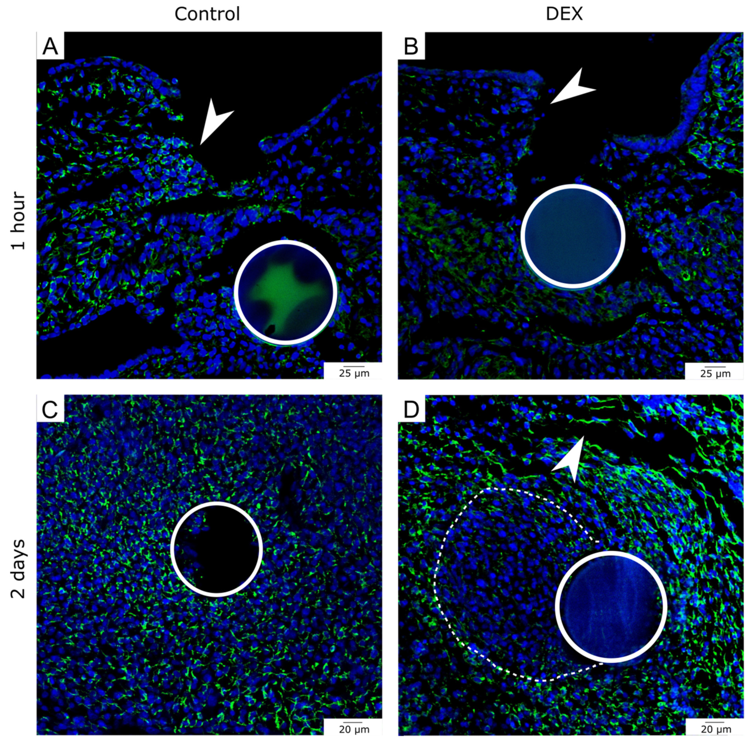 Biomedicines 10 03125 g003
