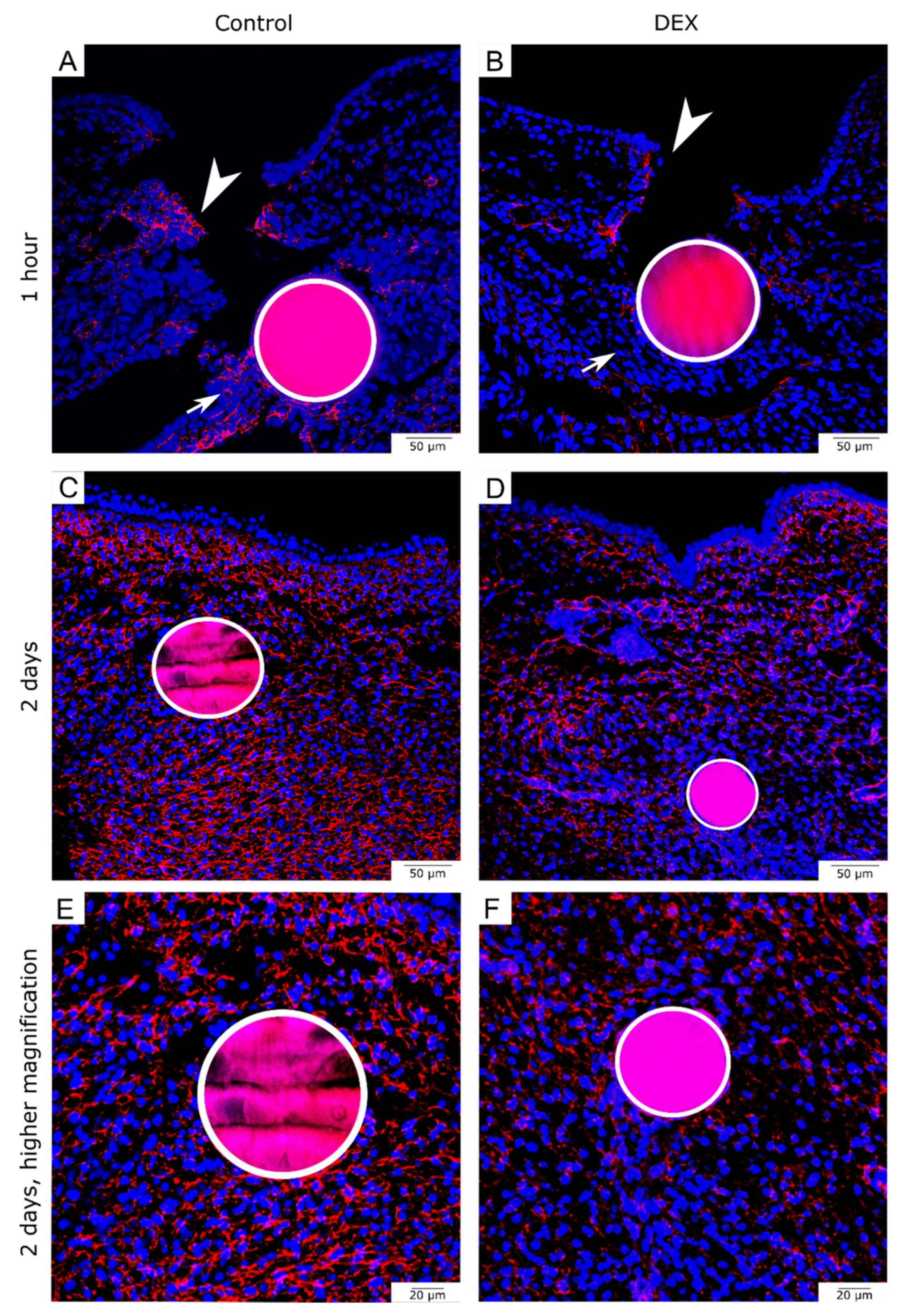 Biomedicines 10 03125 g004