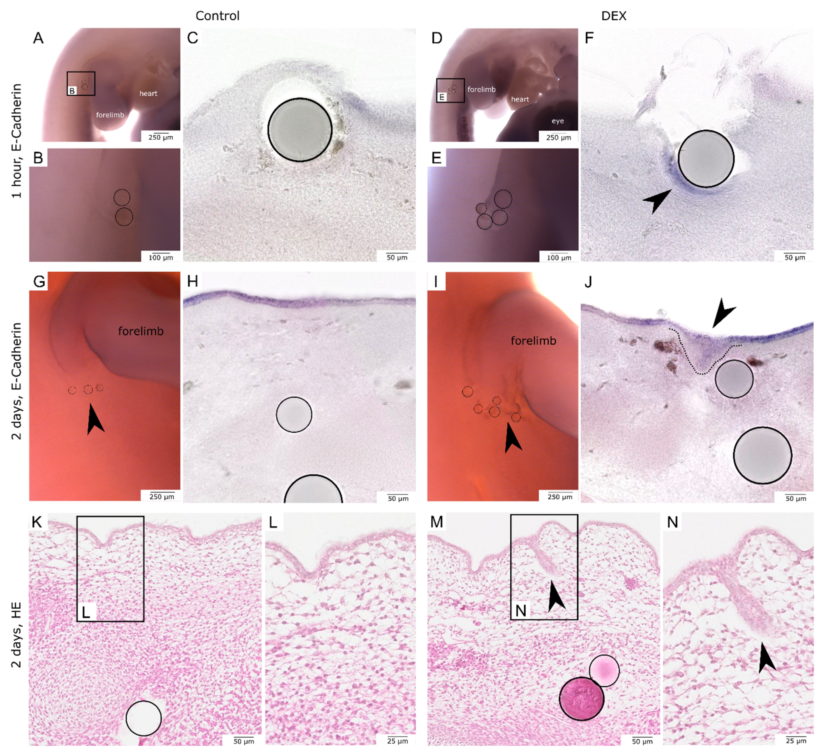 Biomedicines 10 03125 g006