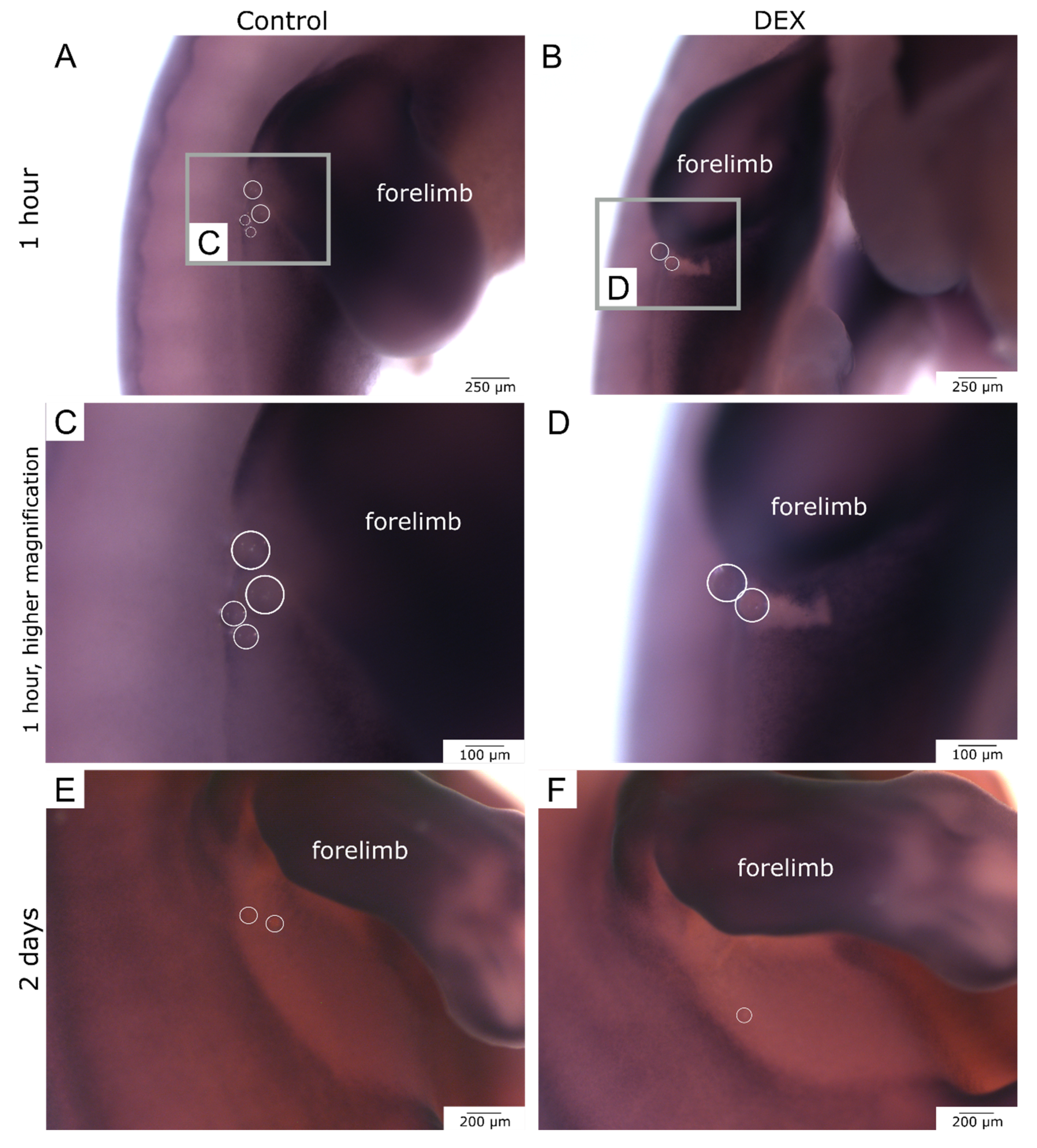 Biomedicines 10 03125 g007