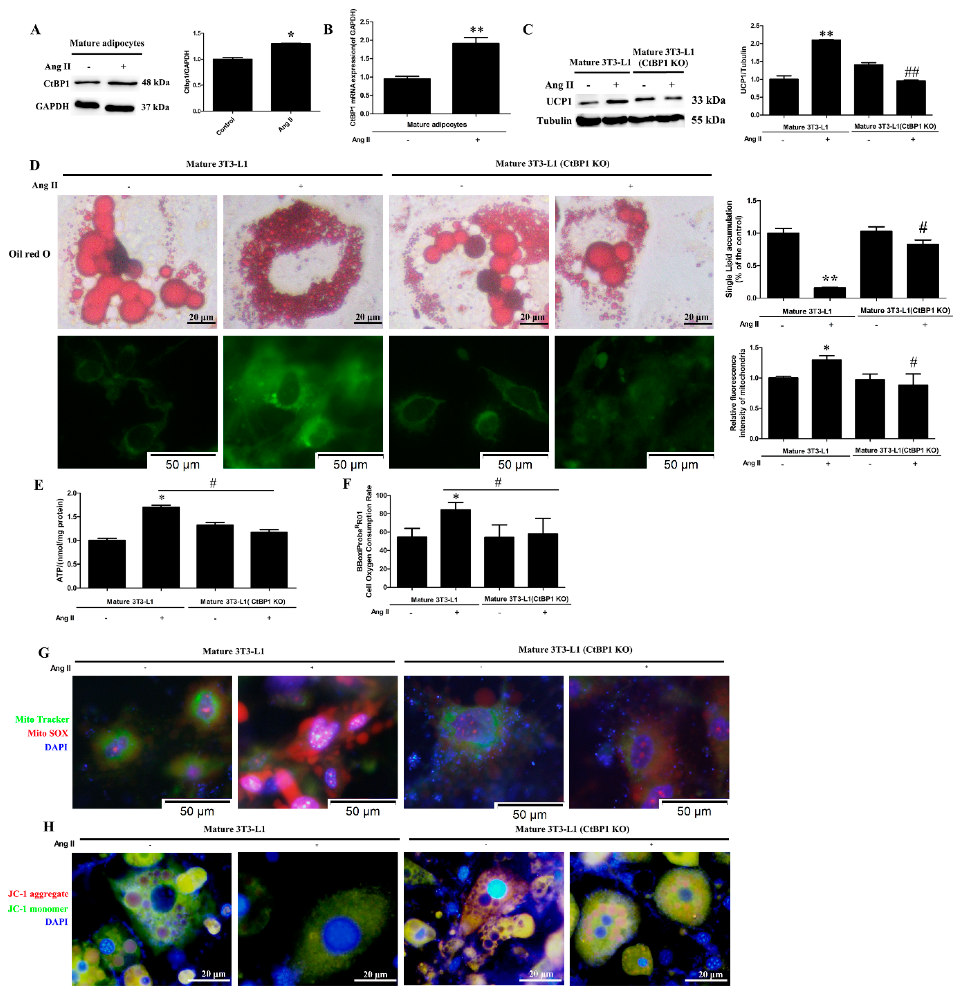 Biomedicines 10 03131 g002