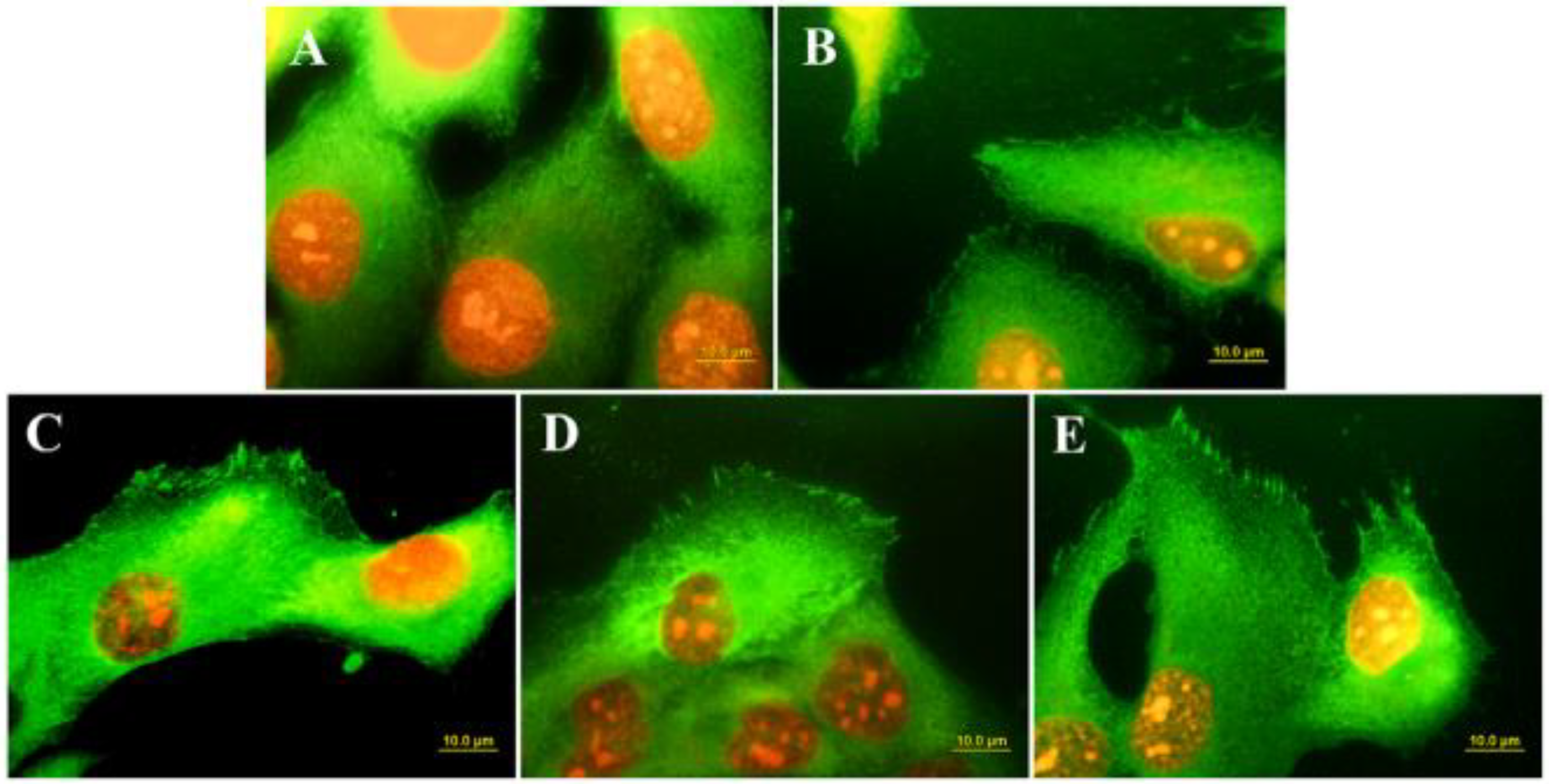 Biomedicines 10 03149 g007 Biomedicines 10 03149 g007