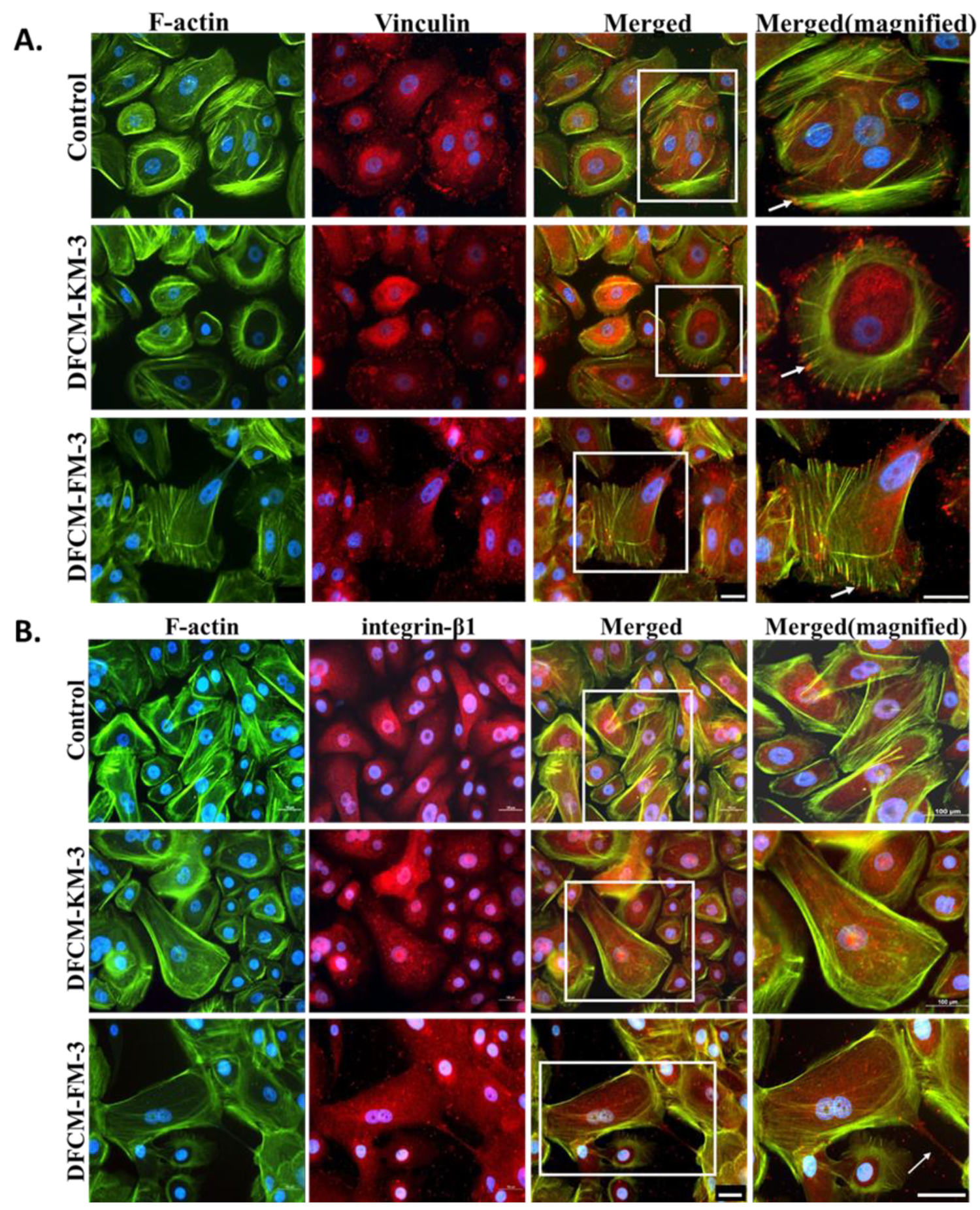 Biomedicines 10 03203 g003