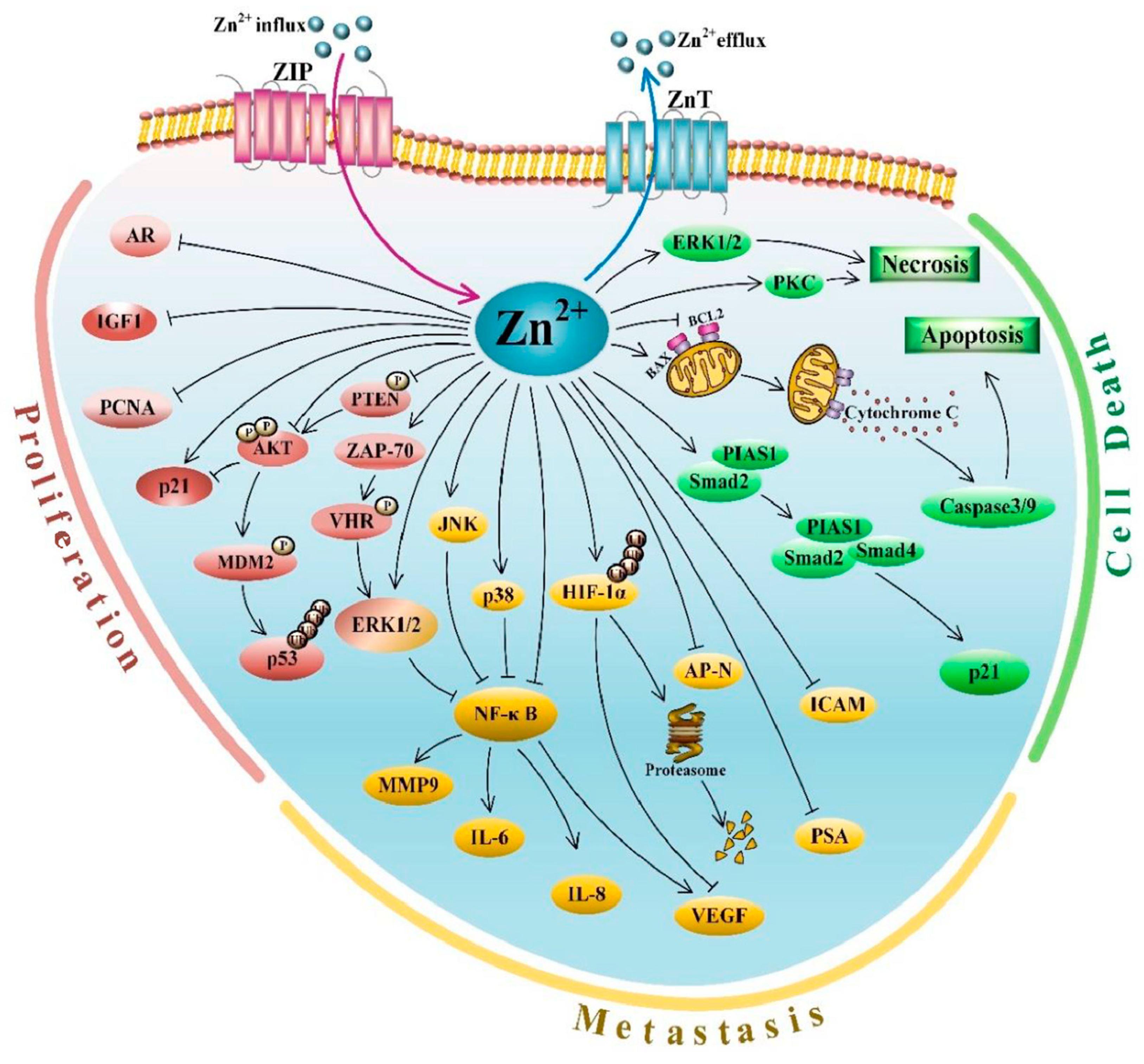 Biomedicines 10 03206 g001 Biomedicines 10 03206 g001