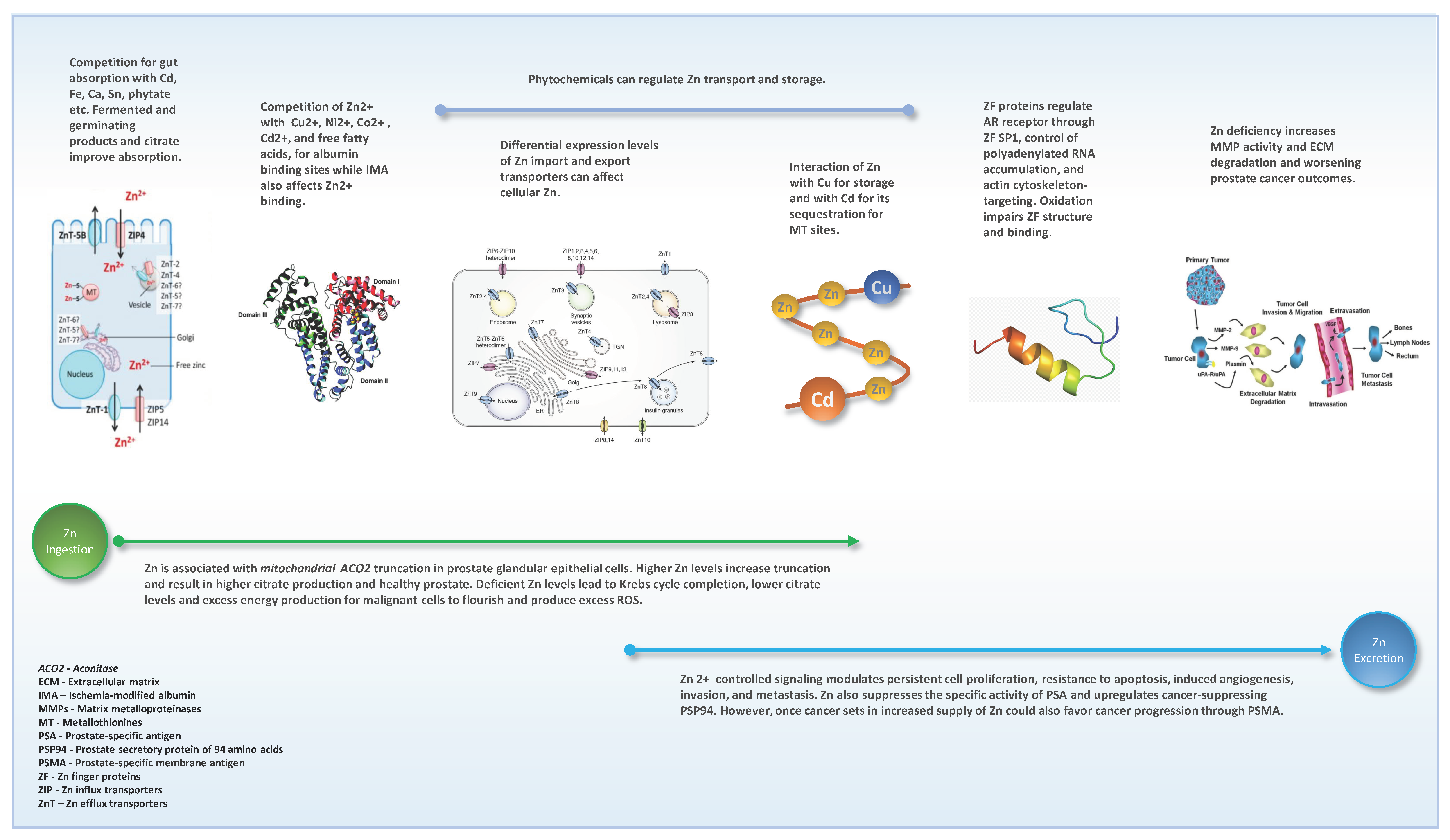 Biomedicines 10 03206 g002 Biomedicines 10 03206 g002