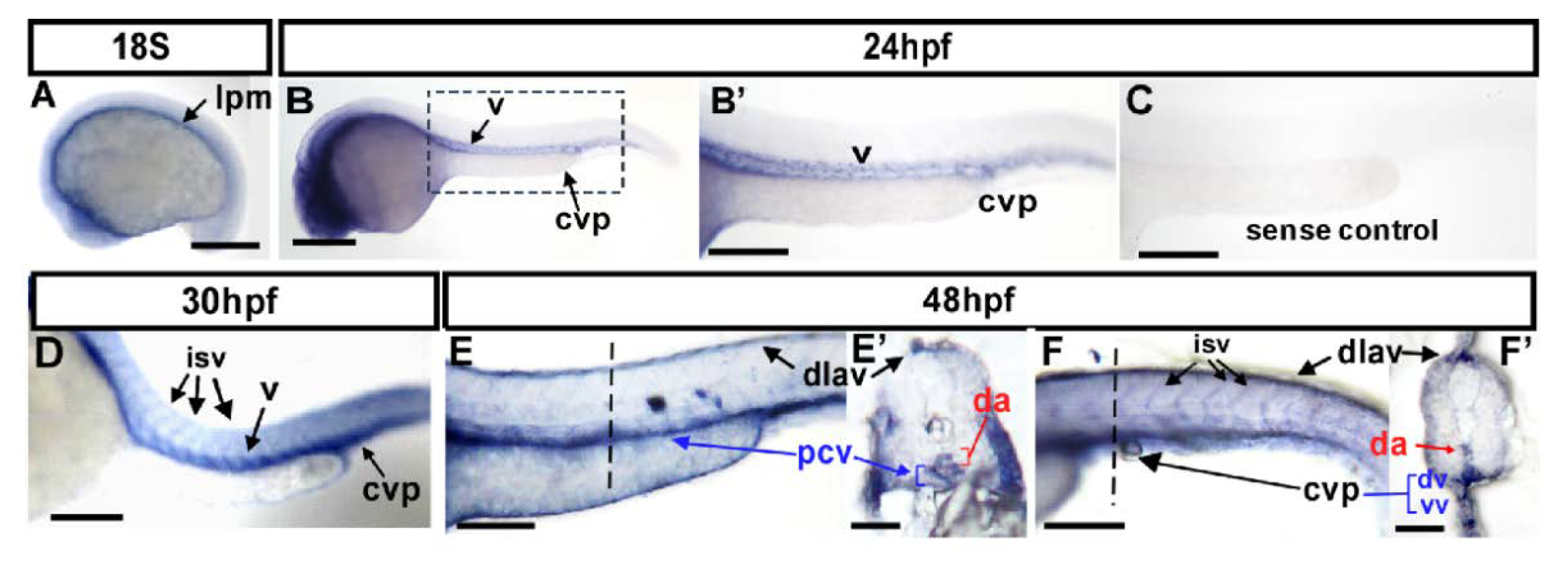 Biomedicines 10 03208 g001 Biomedicines 10 03208 g001