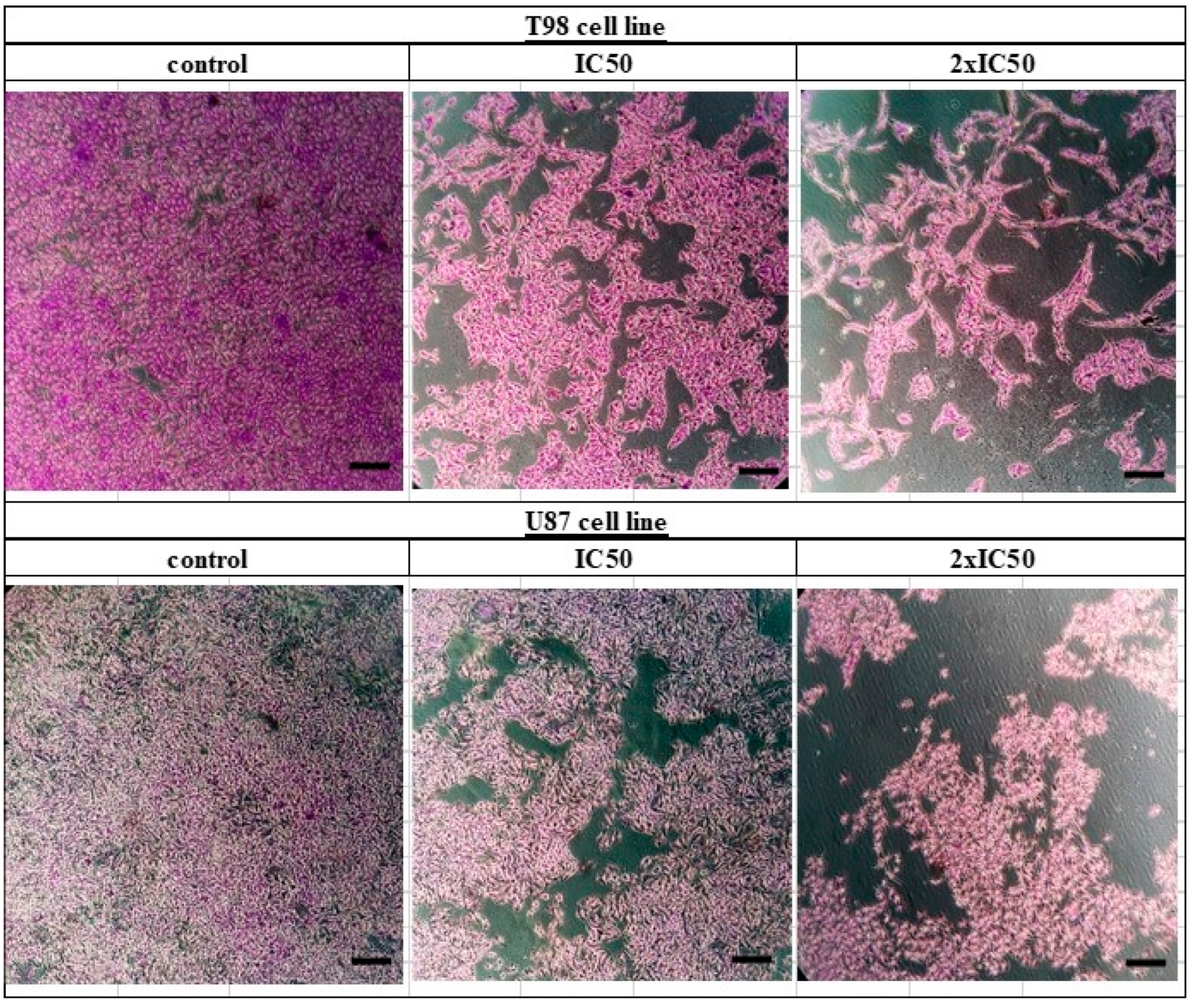 Biomedicines 10 03216 g003 Biomedicines 10 03216 g003