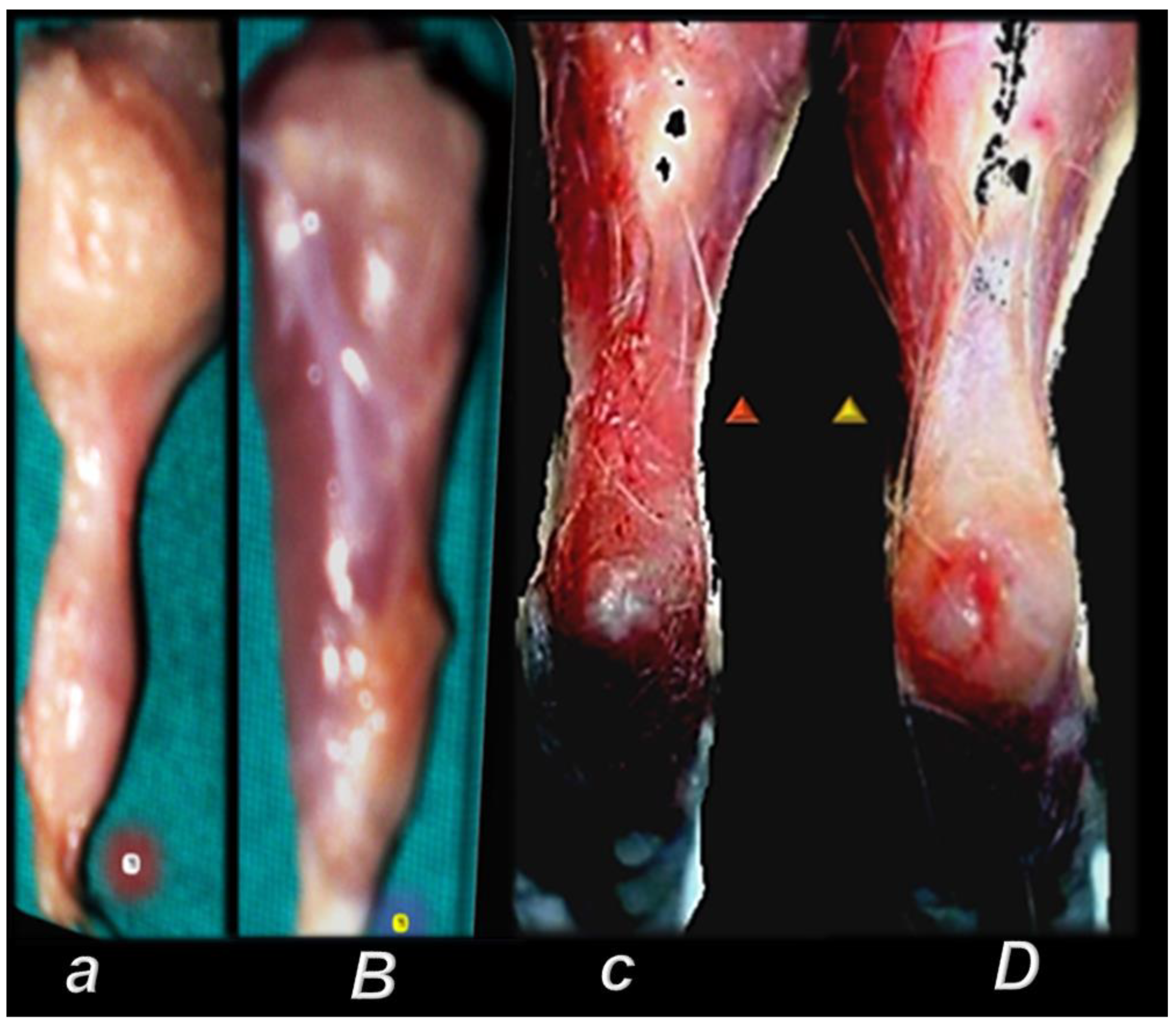 Biomedicines 10 03221 g008 Biomedicines 10 03221 g008