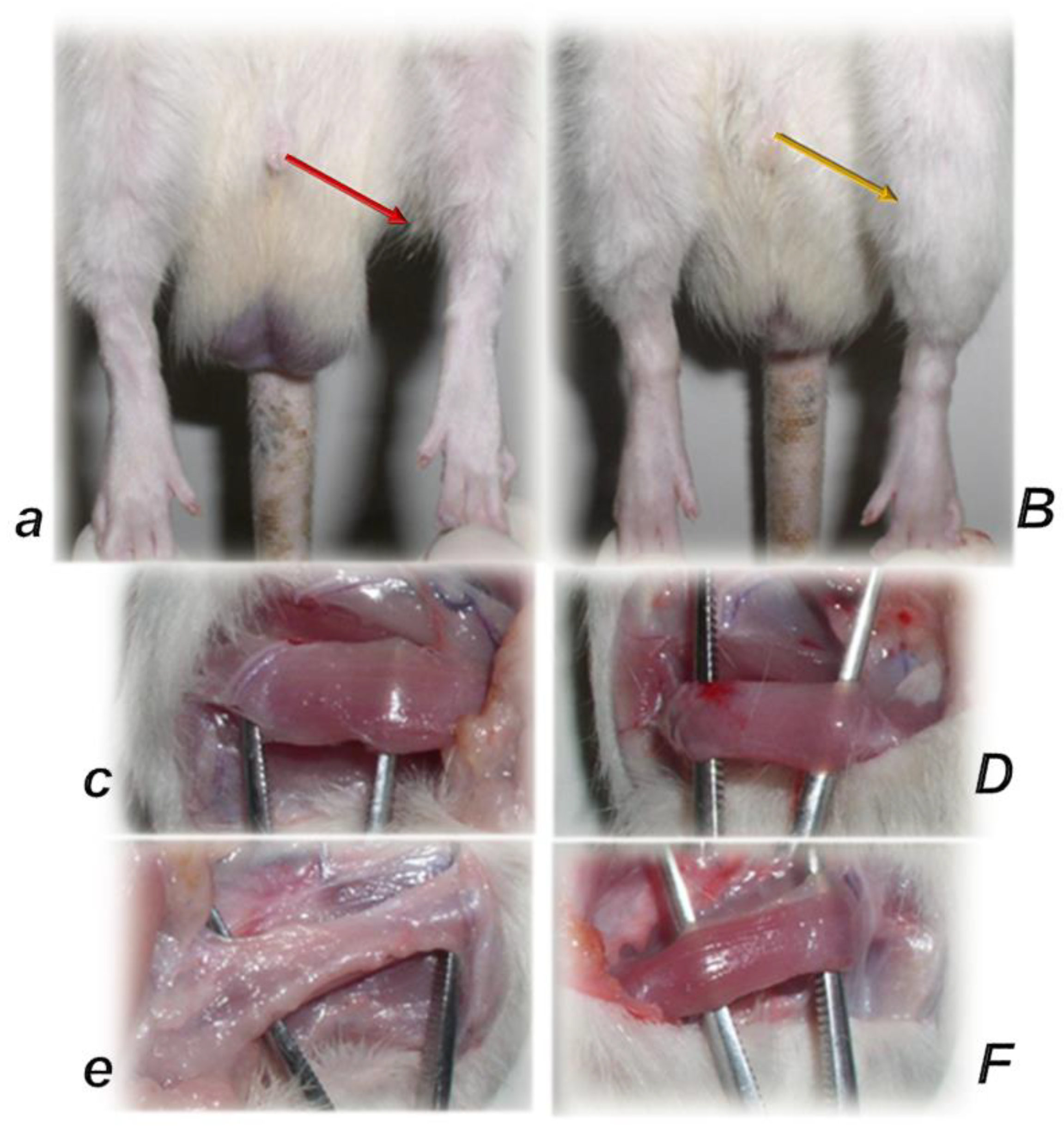 Biomedicines 10 03221 g009 Biomedicines 10 03221 g009