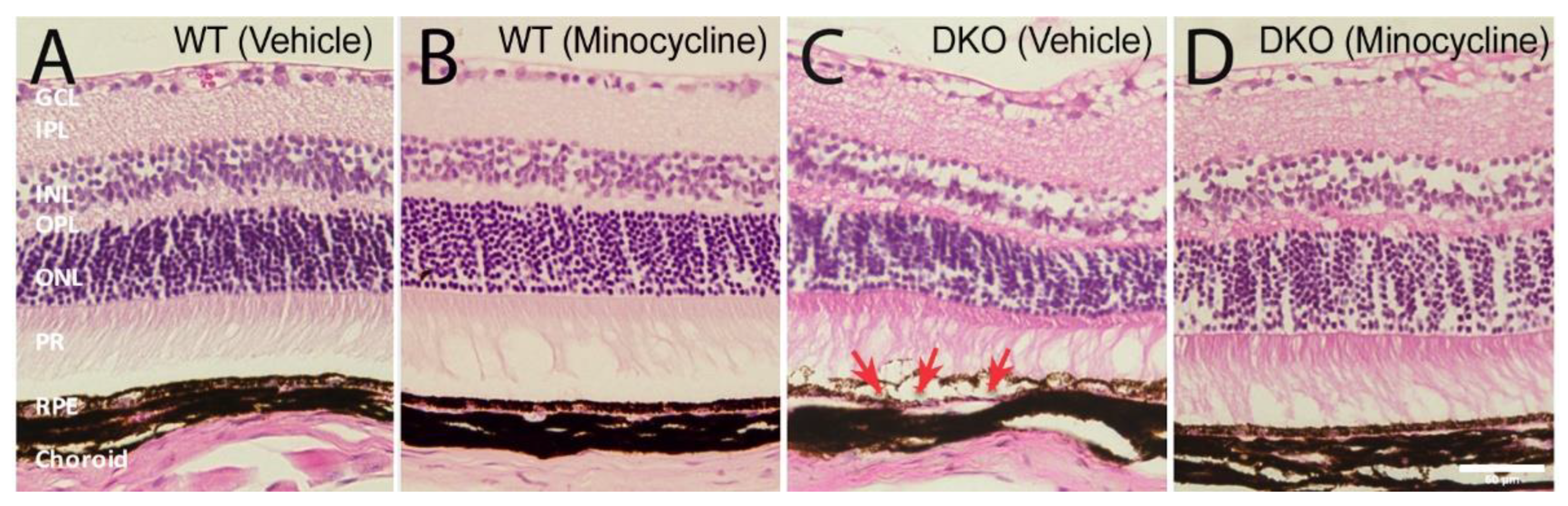 Biomedicines 10 03222 g008