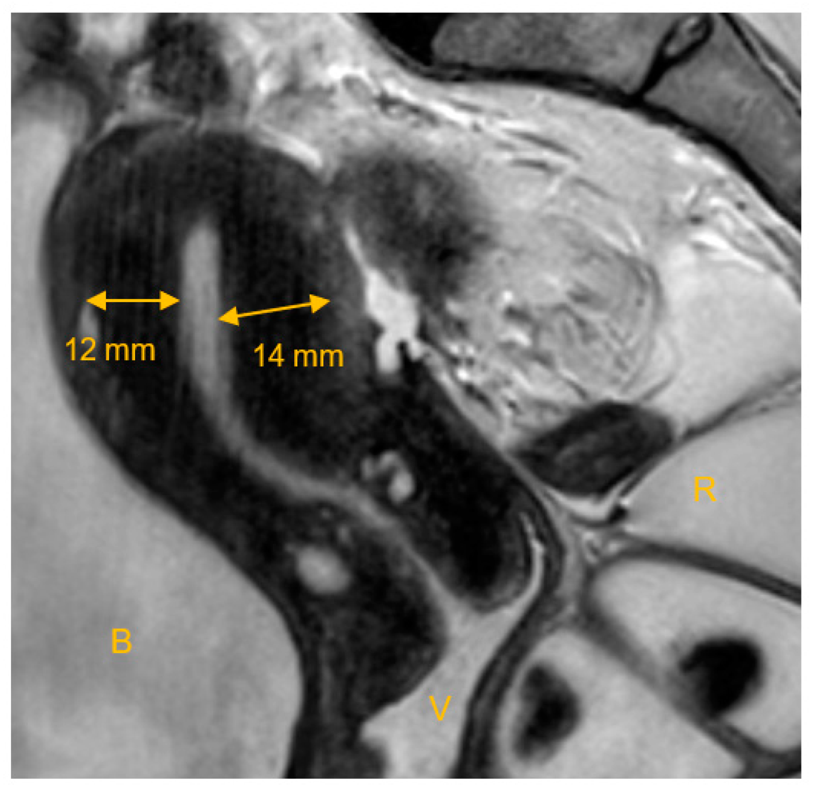 Biomedicines 10 03245 g002 Biomedicines 10 03245 g002