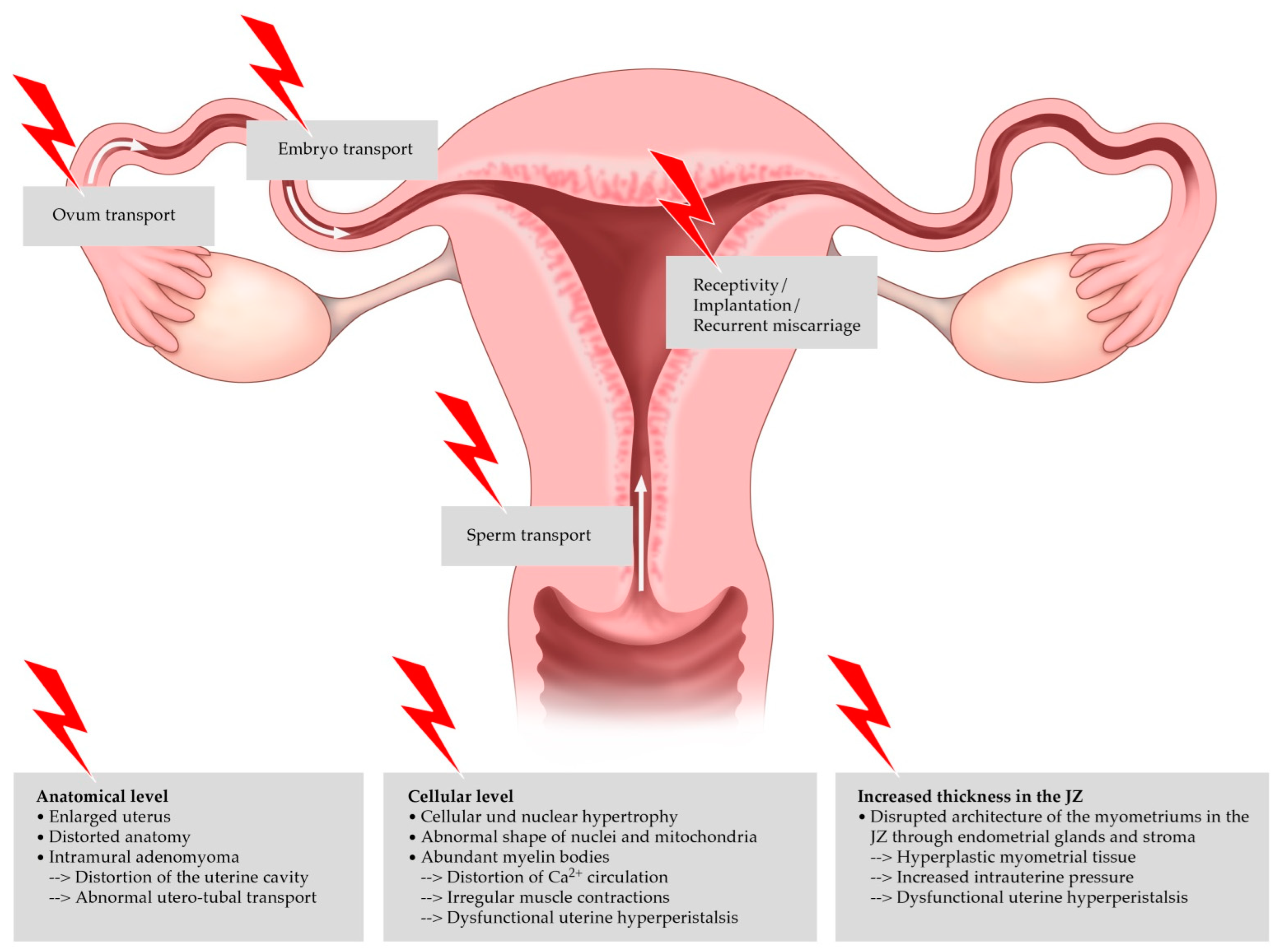 Biomedicines 10 03245 g003 Biomedicines 10 03245 g003
