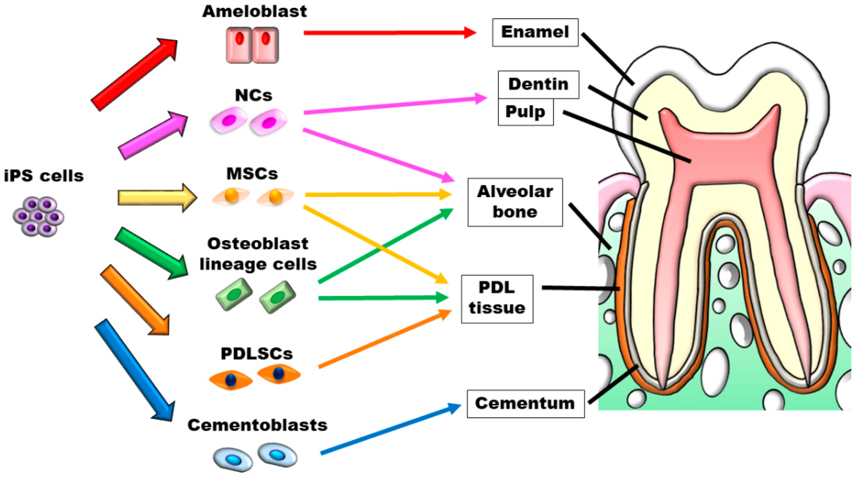 Biomedicines 10 03269 g003