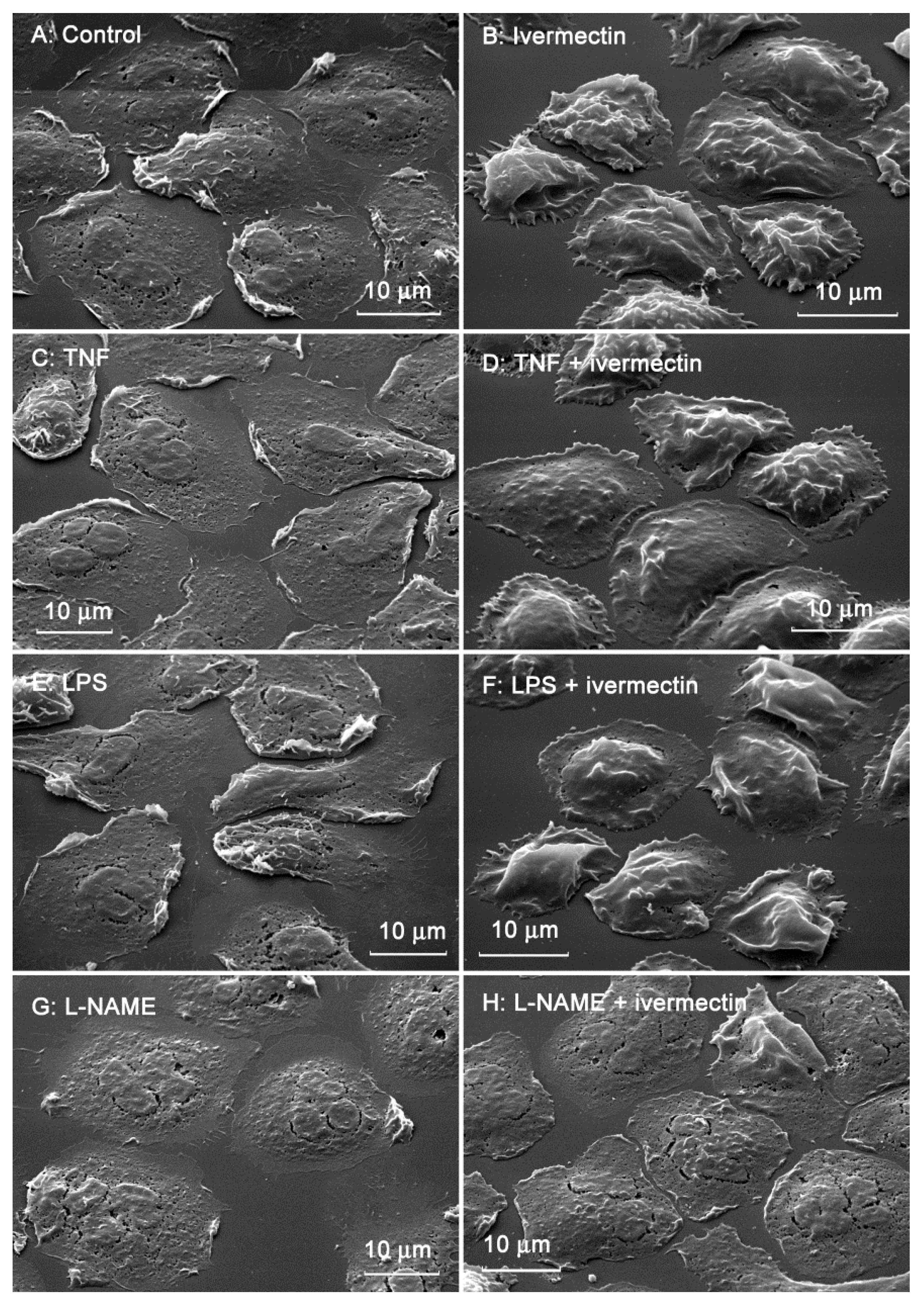 Biomedicines 10 03284 g002