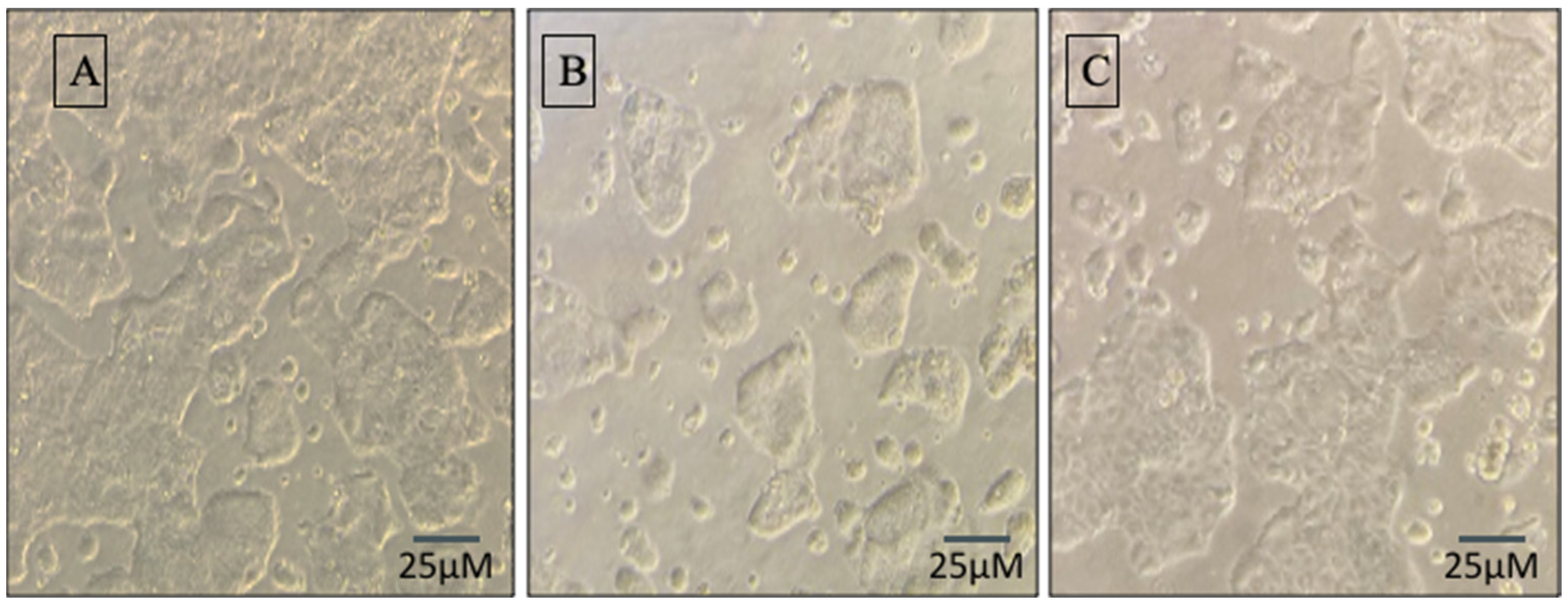 Biomedicines 10 03285 g001 Biomedicines 10 03285 g001