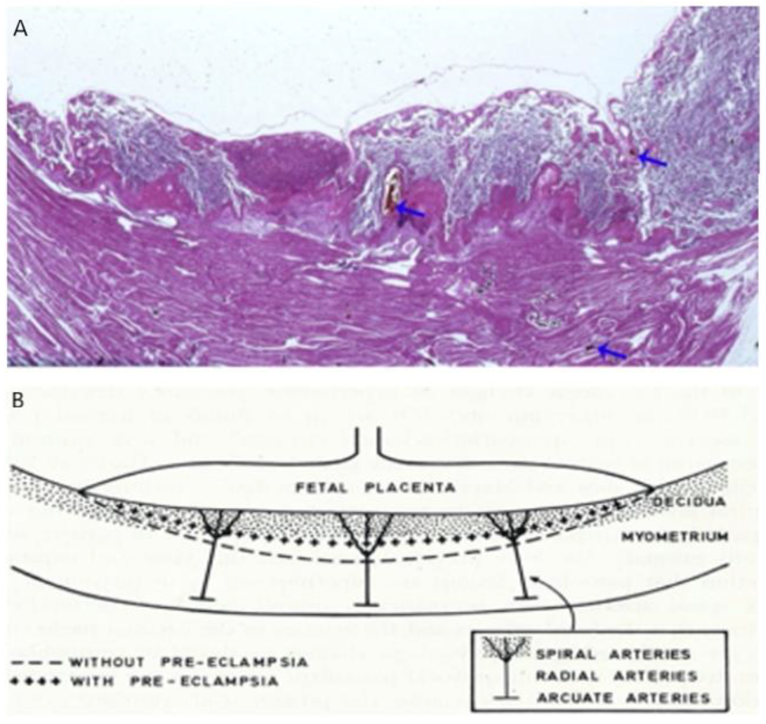 Biomedicines 10 03290 g003 Biomedicines 10 03290 g003
