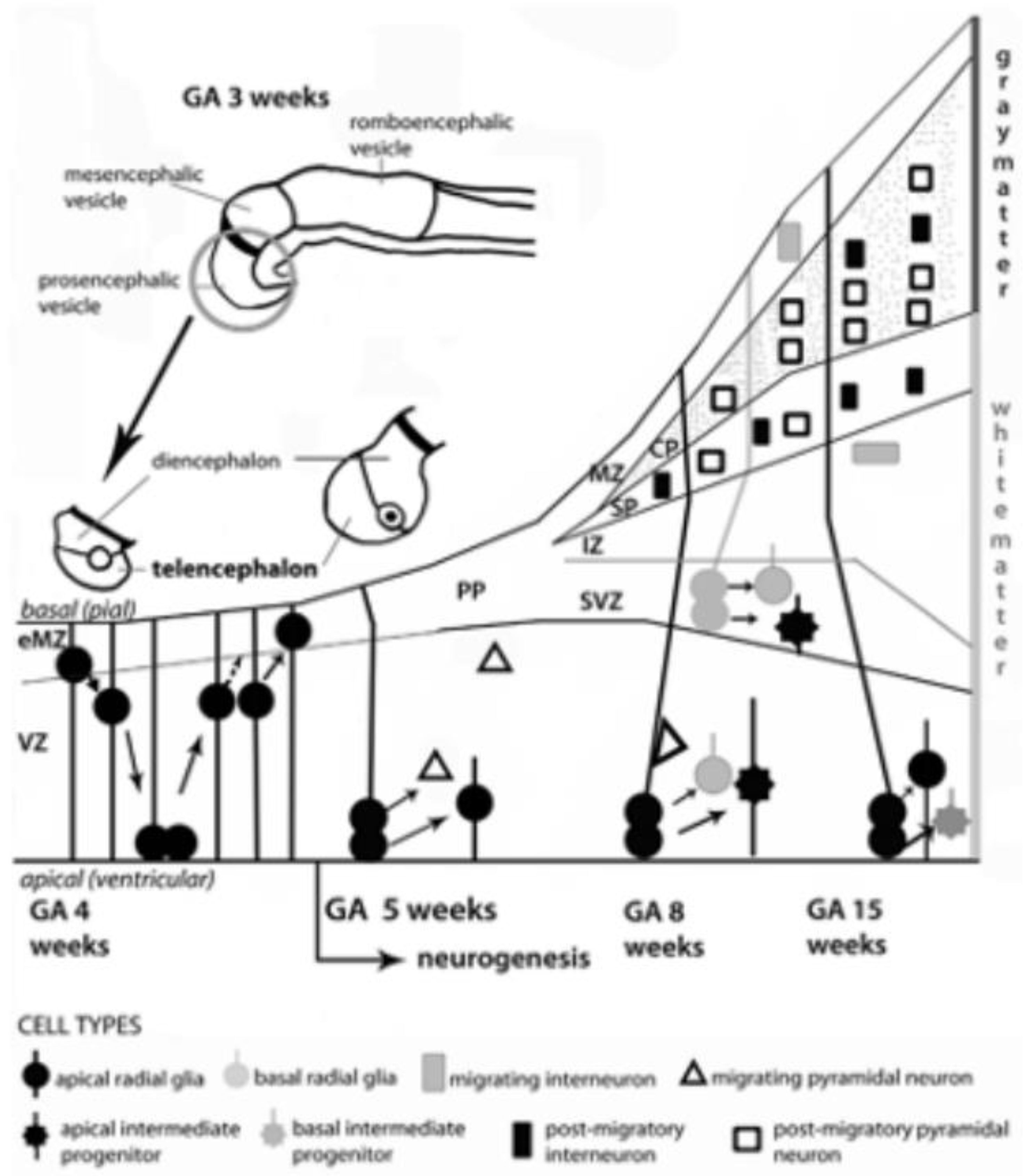Biomedicines 10 03290 g005 Biomedicines 10 03290 g005