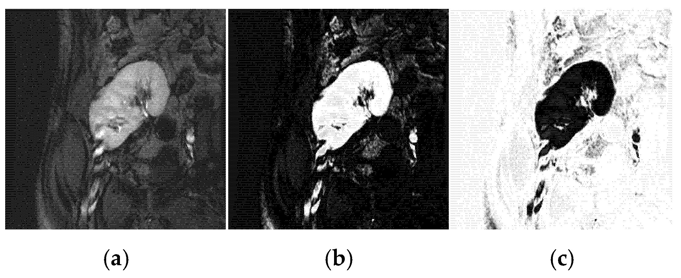 Biomedicines 11 00006 g005