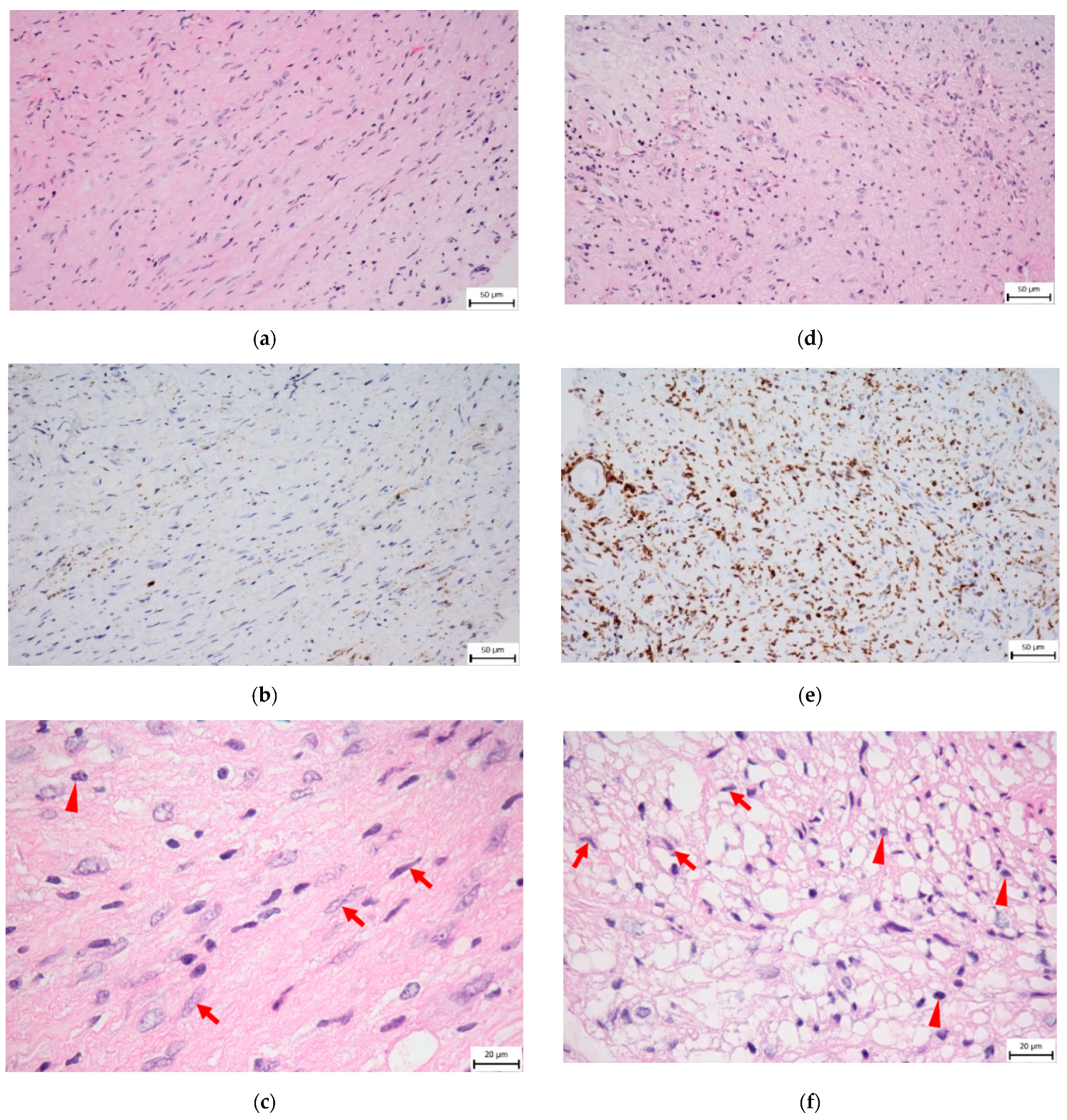 Biomedicines 11 00032 g002 Biomedicines 11 00032 g002