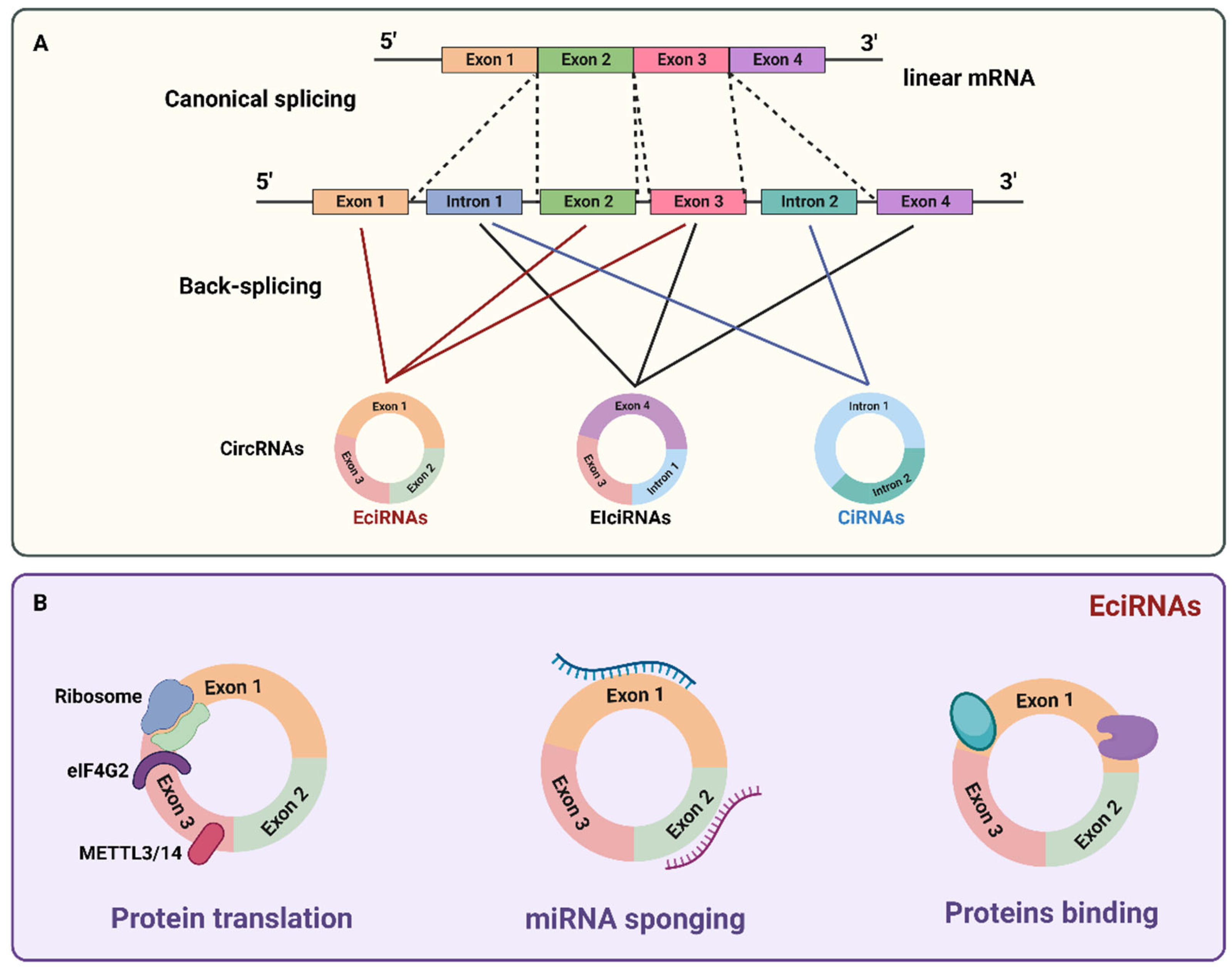Biomedicines 11 00036 g002