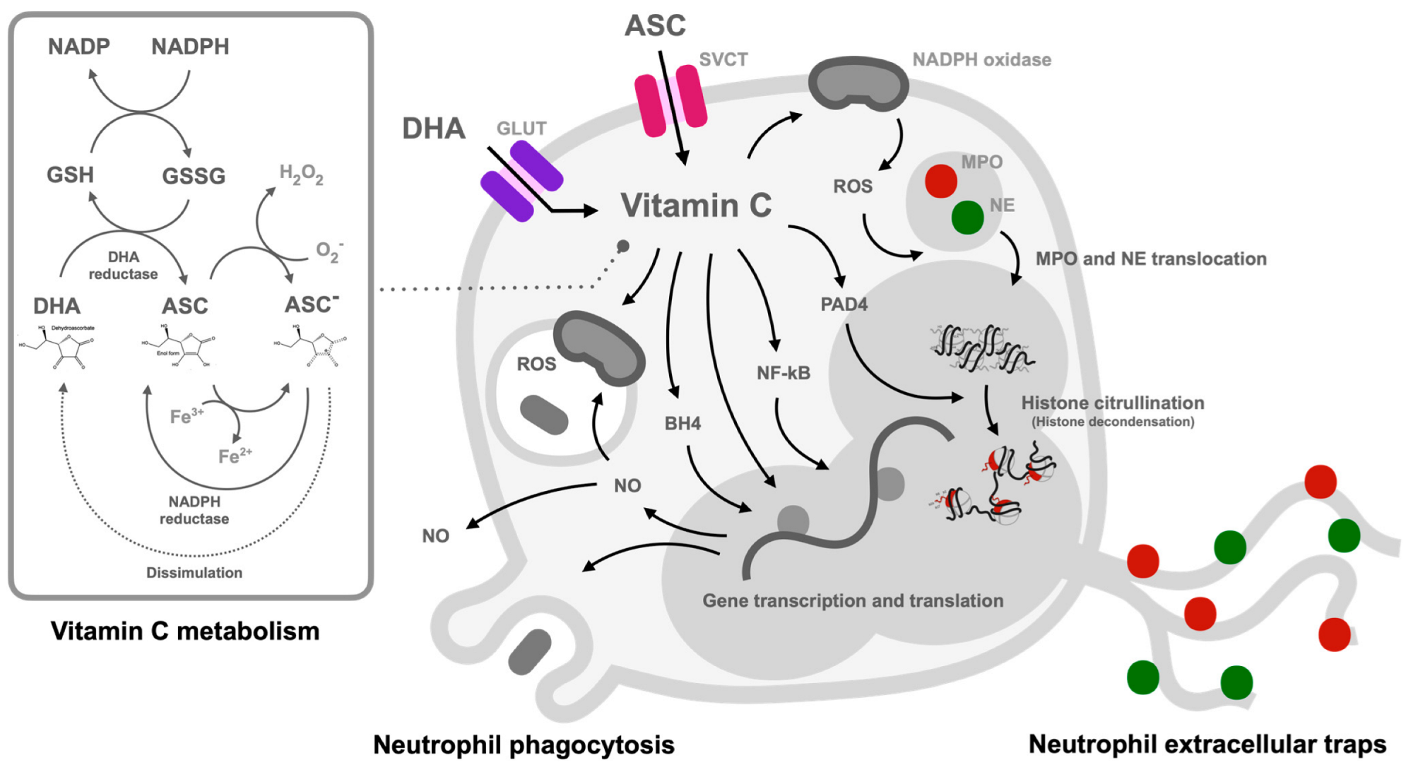 Biomedicines 11 00051 g002