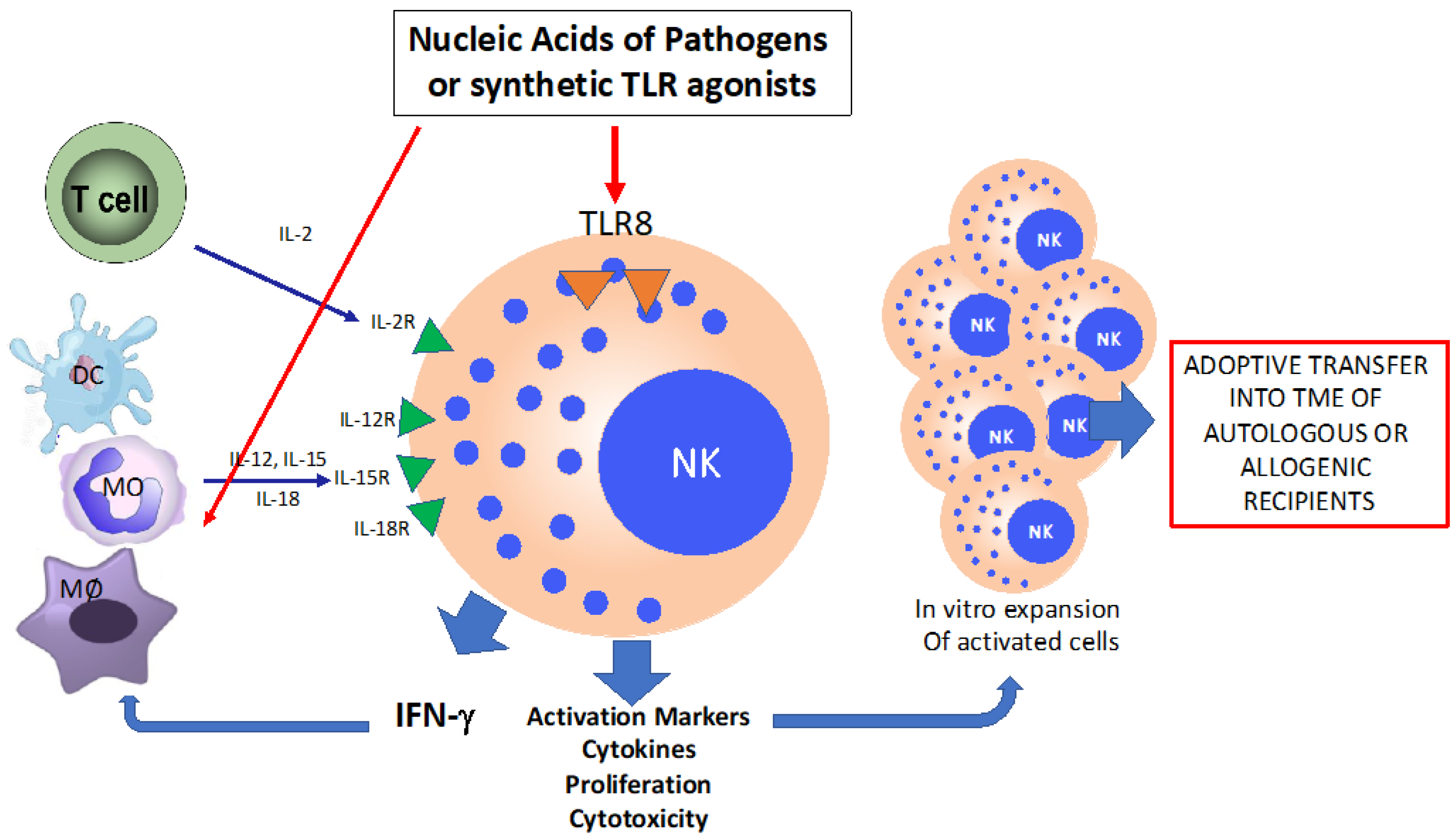 Biomedicines 11 00064 g001 Biomedicines 11 00064 g001
