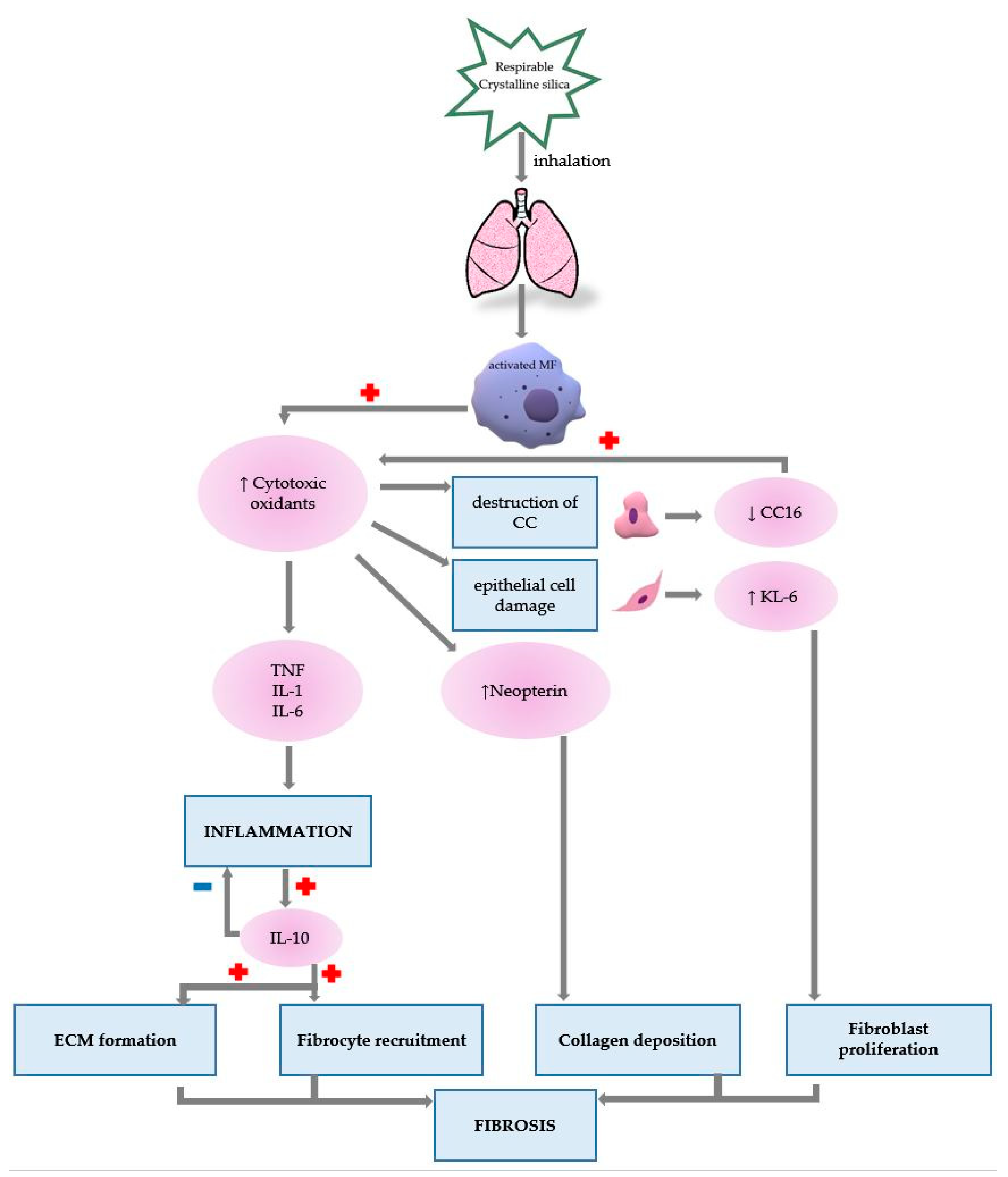 Biomedicines 11 00100 g002 Biomedicines 11 00100 g002