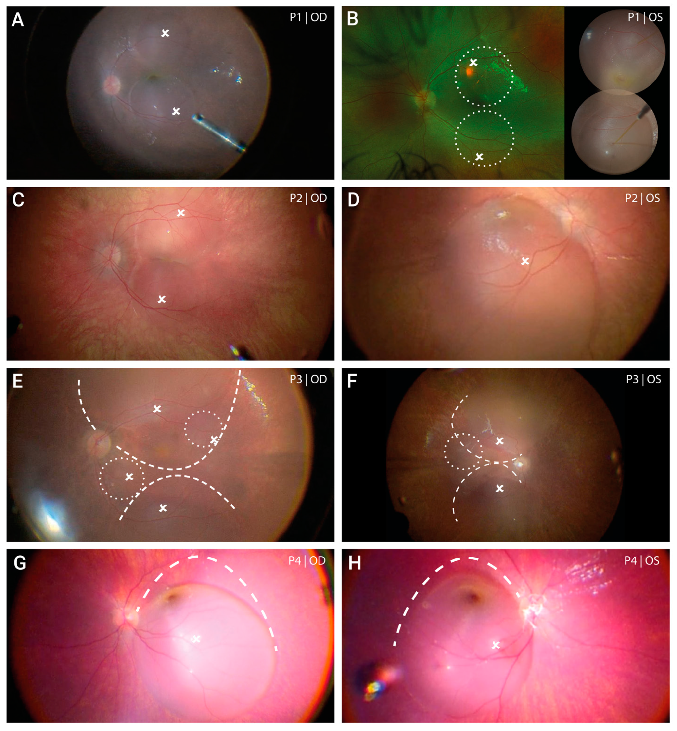 Biomedicines 11 00103 g001 Biomedicines 11 00103 g001