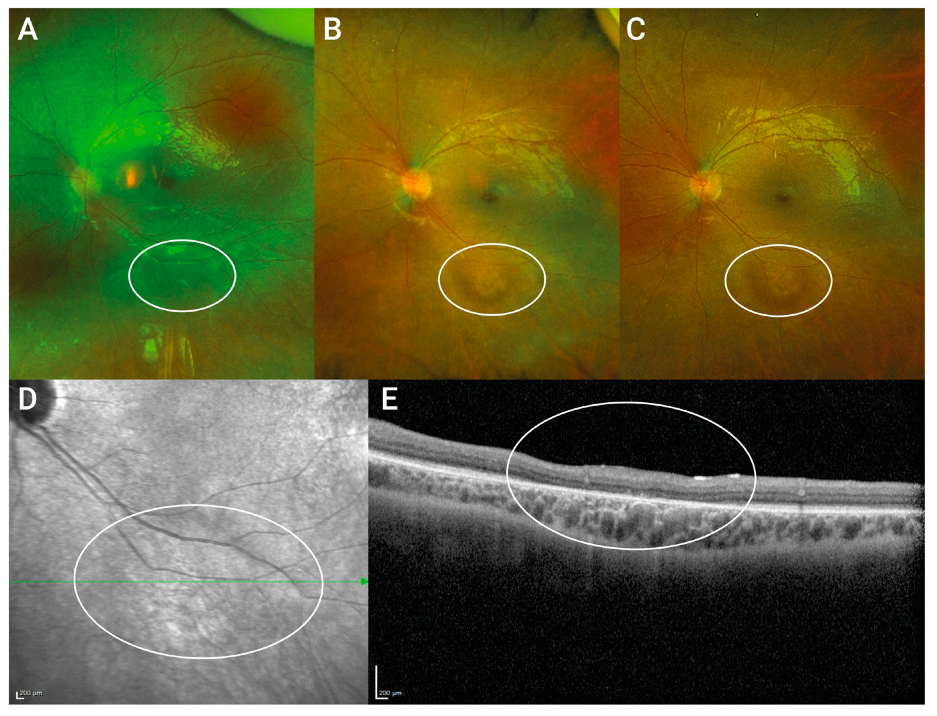 Biomedicines 11 00103 g002 Biomedicines 11 00103 g002